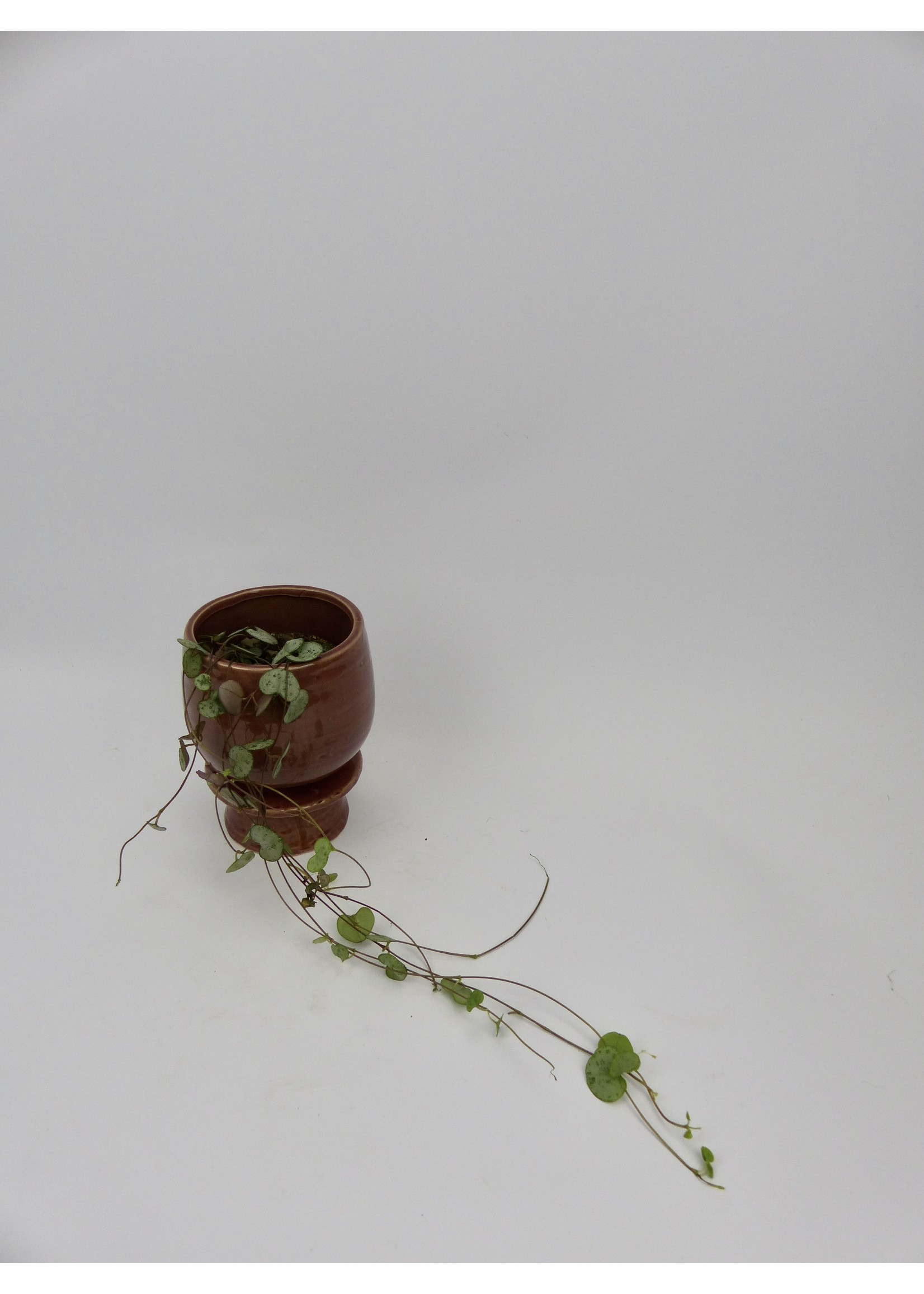 Ceropegia woodii Ø10 L20