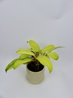 Philodendron 'Malay Gold' Ø12 h40