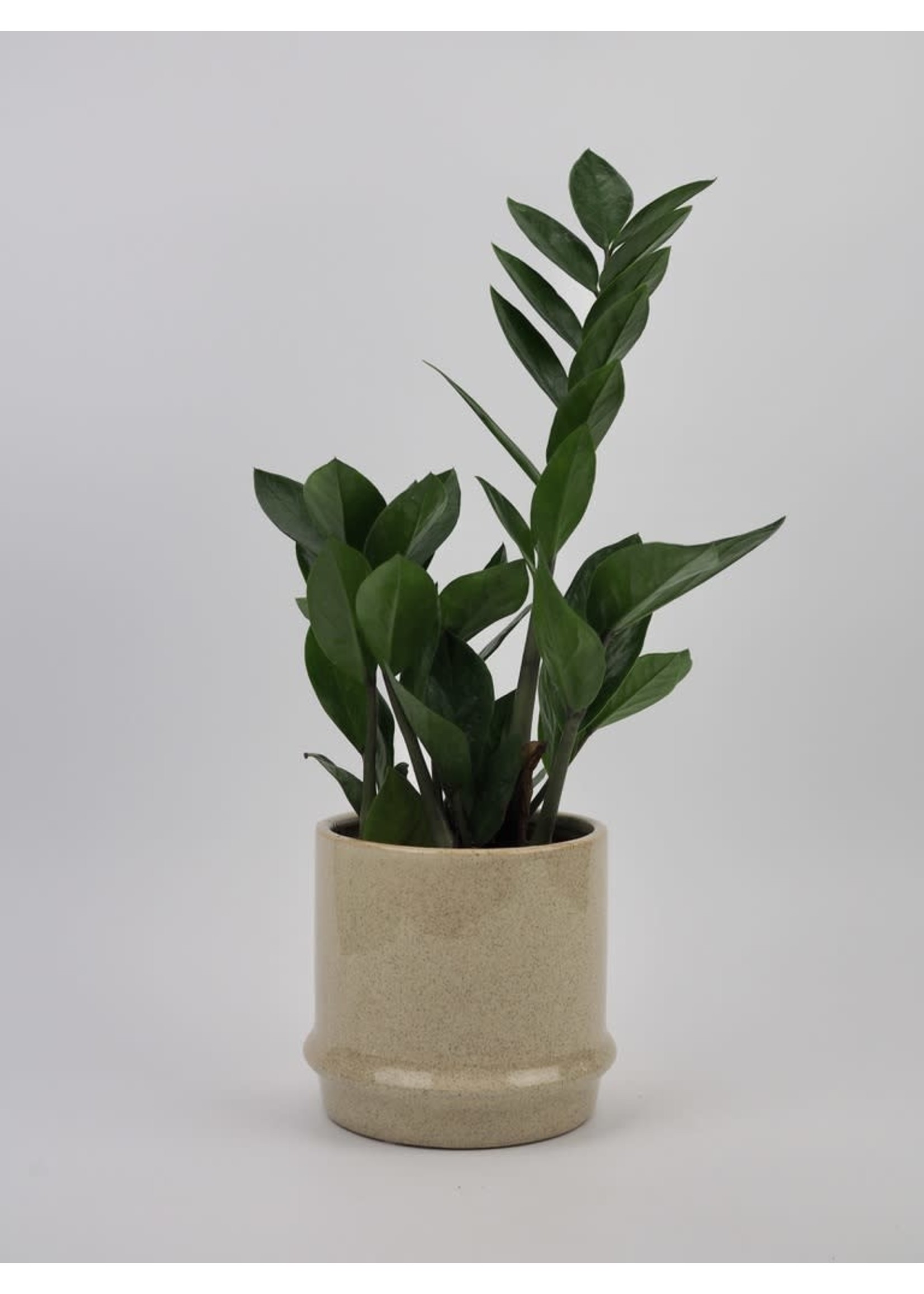 Zamioculcas zamiifolia Ø12 h40