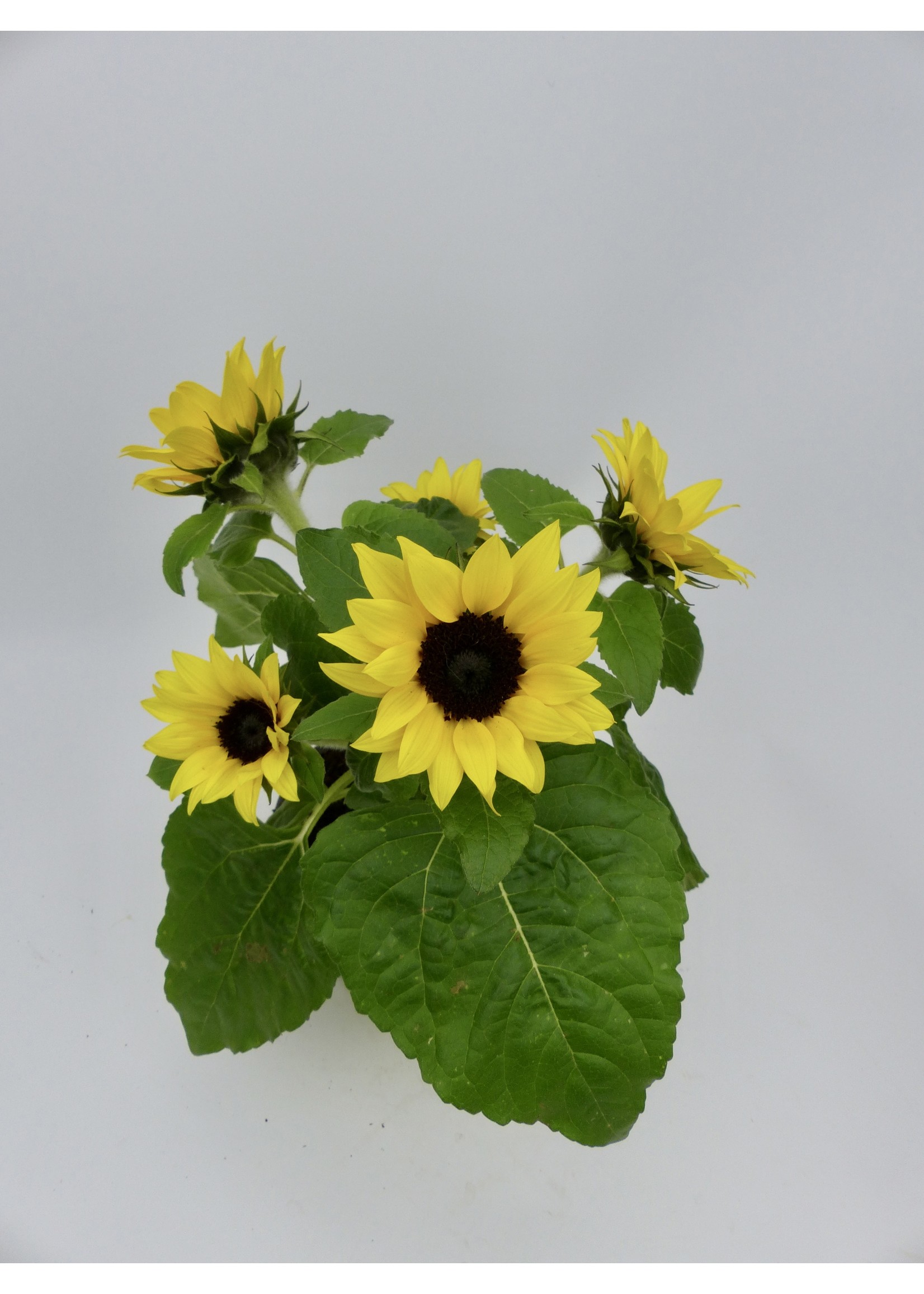 Helianthus [Sunflower] Ø13 h35