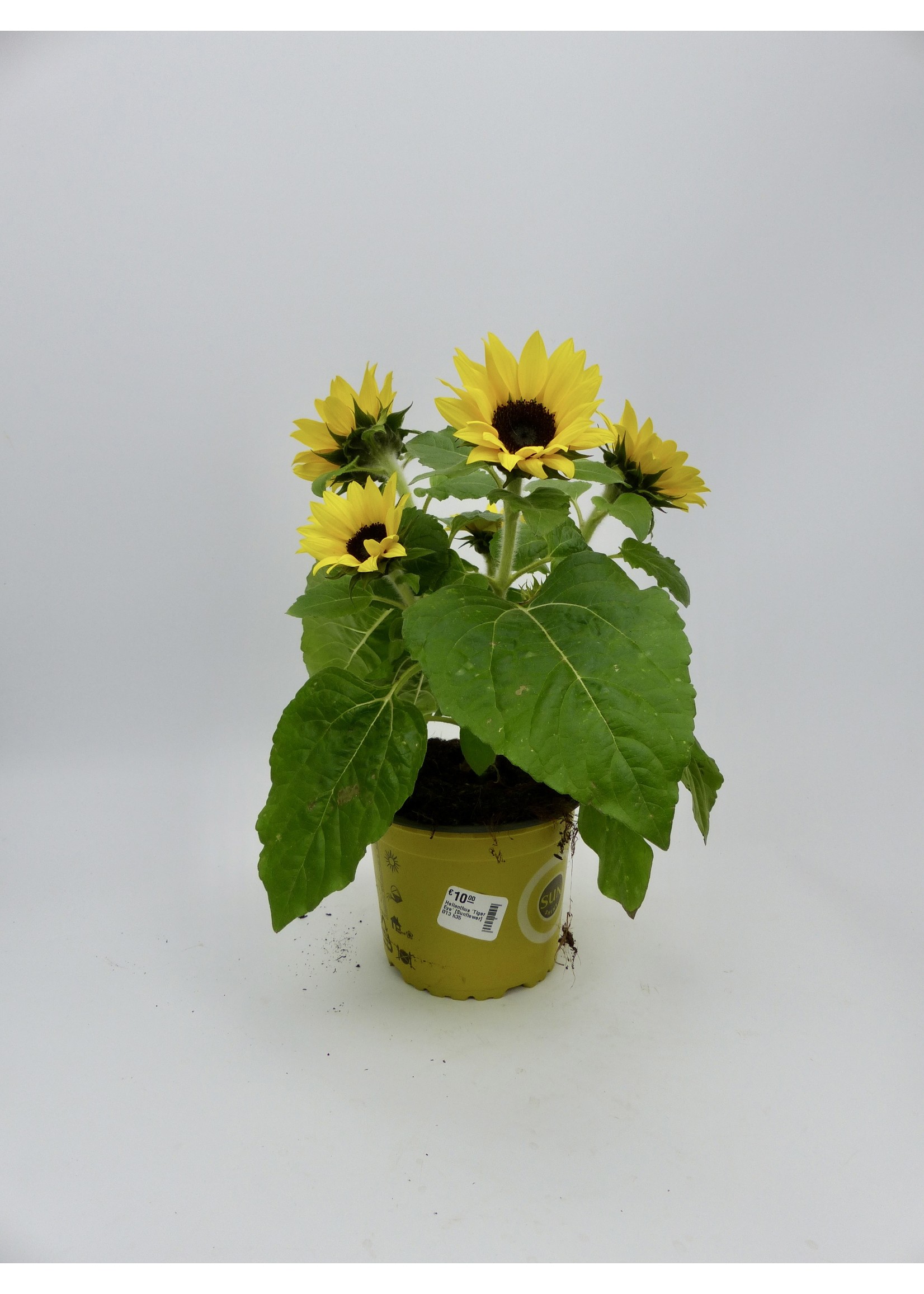 Helianthus [Sunflower] Ø13 h35