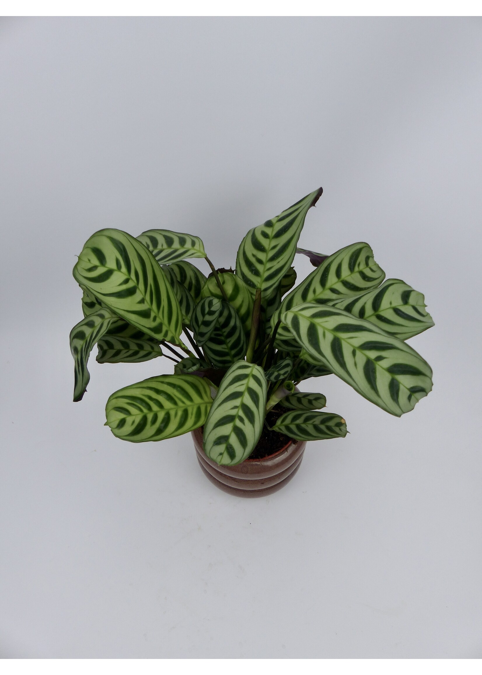 Calathea Burle-Marxii Ø12 h35