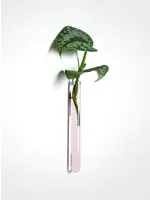 Muurbloempjes - 1 planthanger - Pink glass