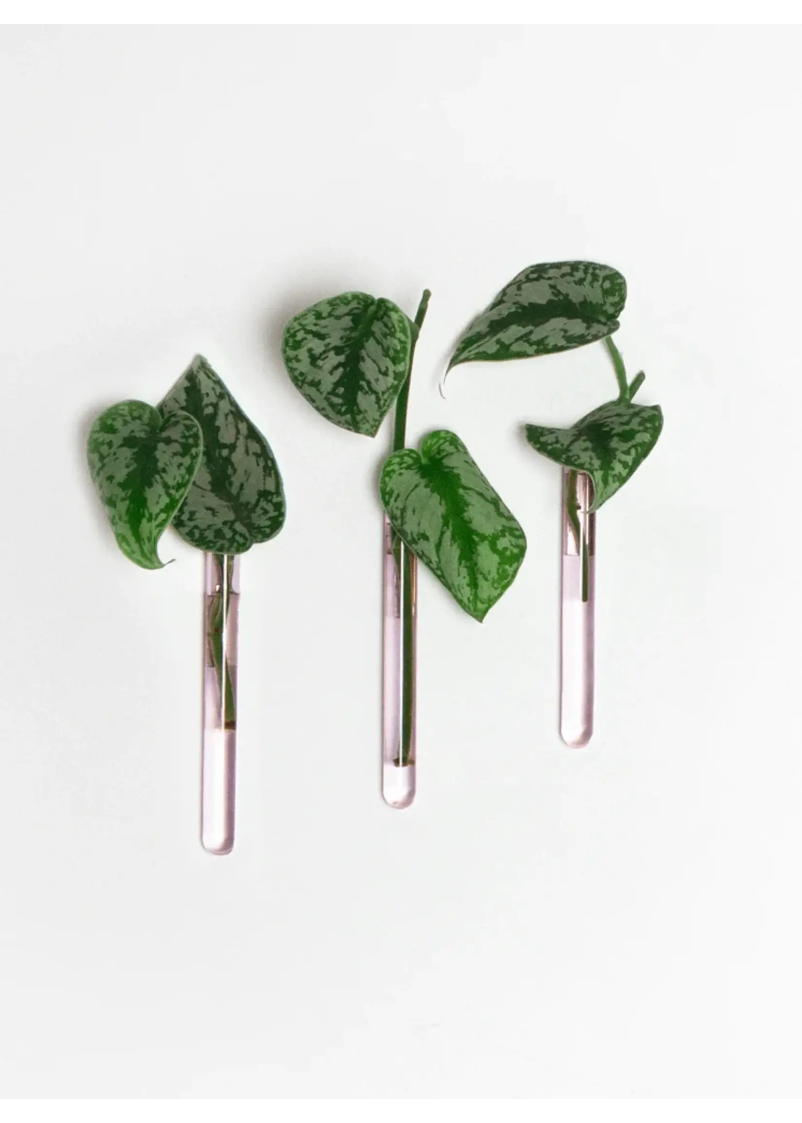 Muurbloempjes - 3 planthangers - Roze glas