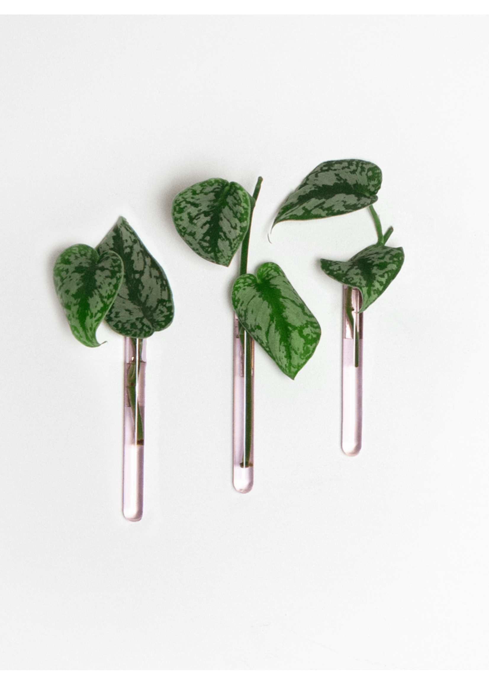 Muurbloempjes - 6 planthangers - Roze glas
