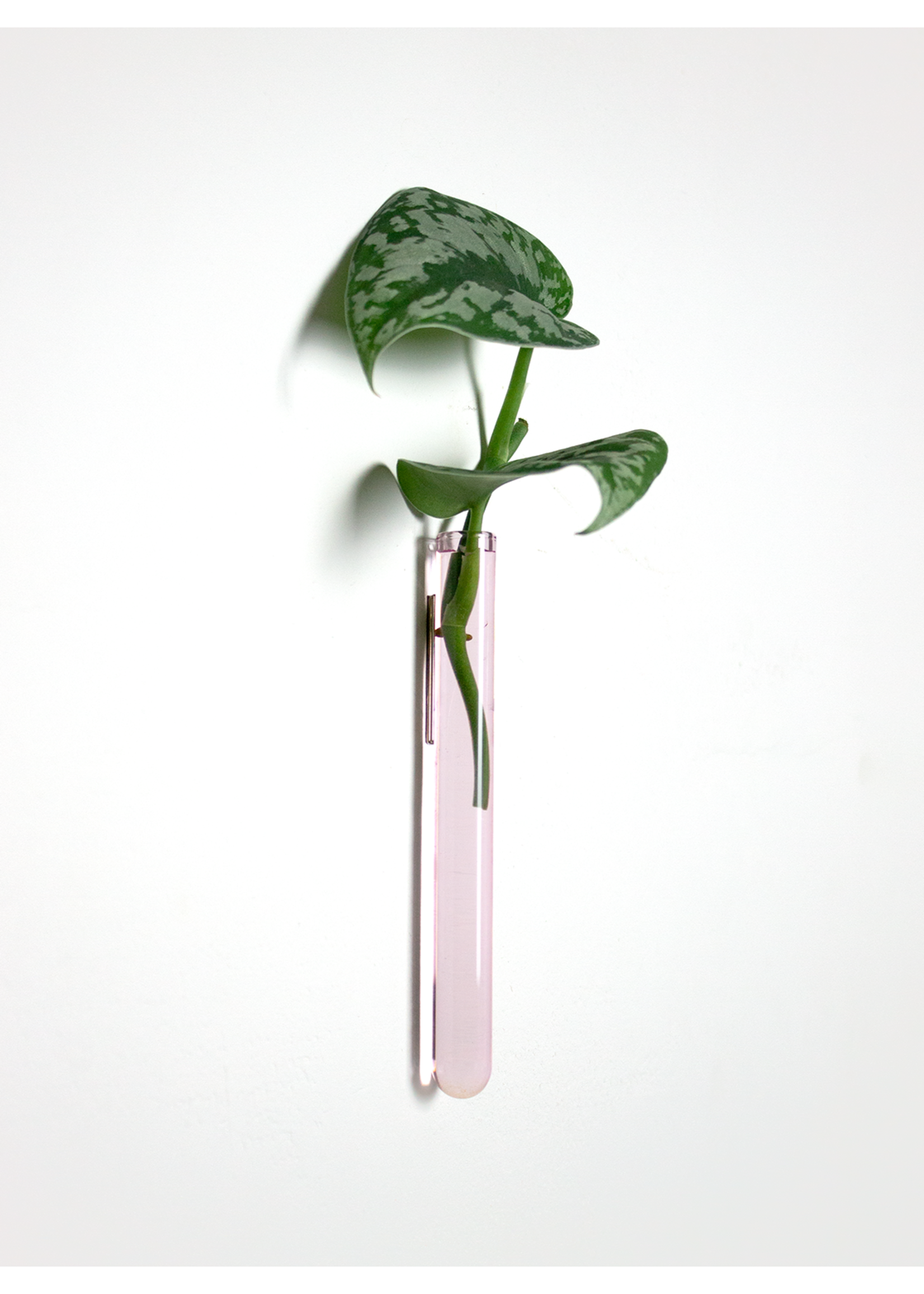 Muurbloempjes - 6 planthangers - Roze glas