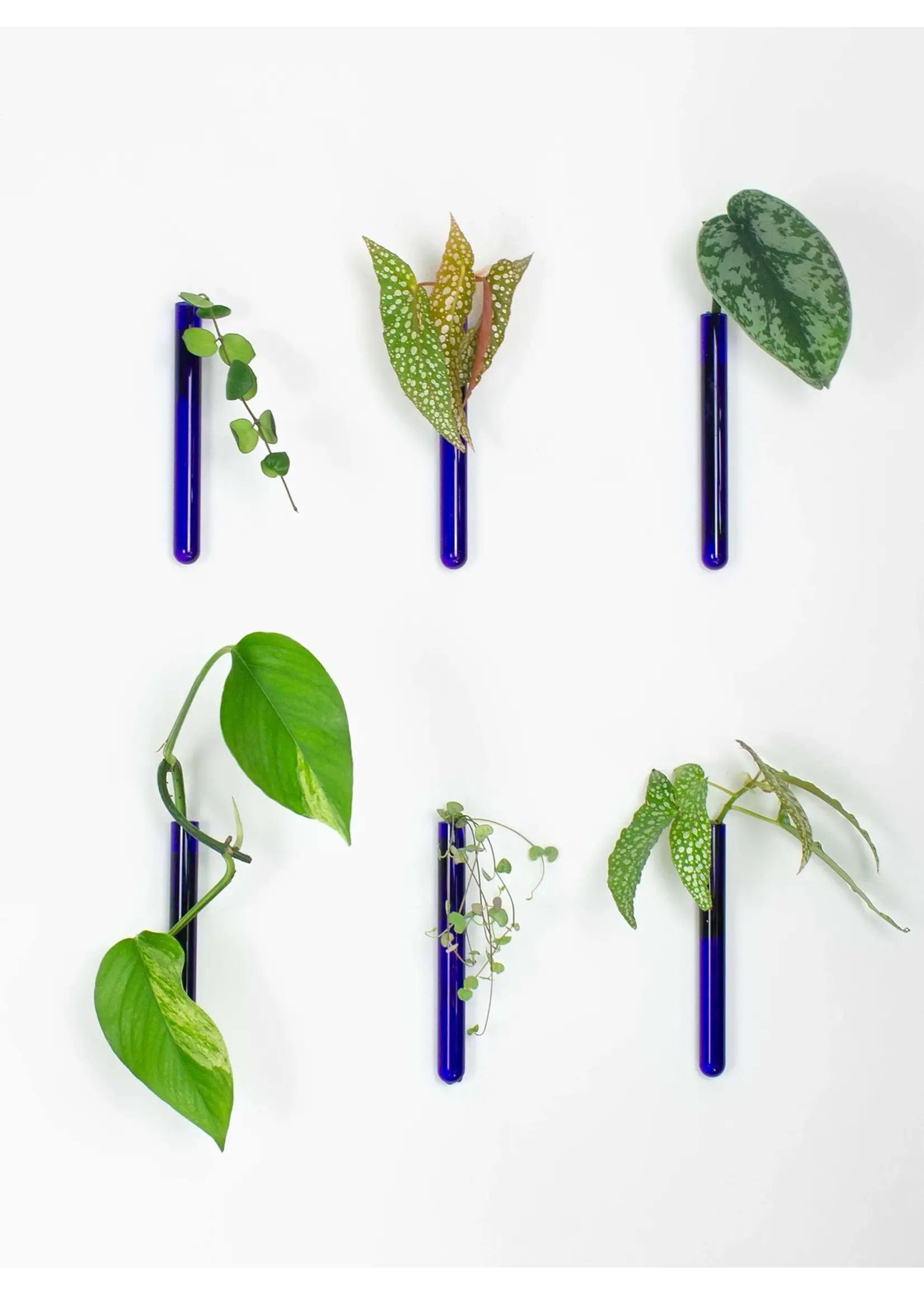 Muurbloempjes - 1 planthanger - Blauw glas