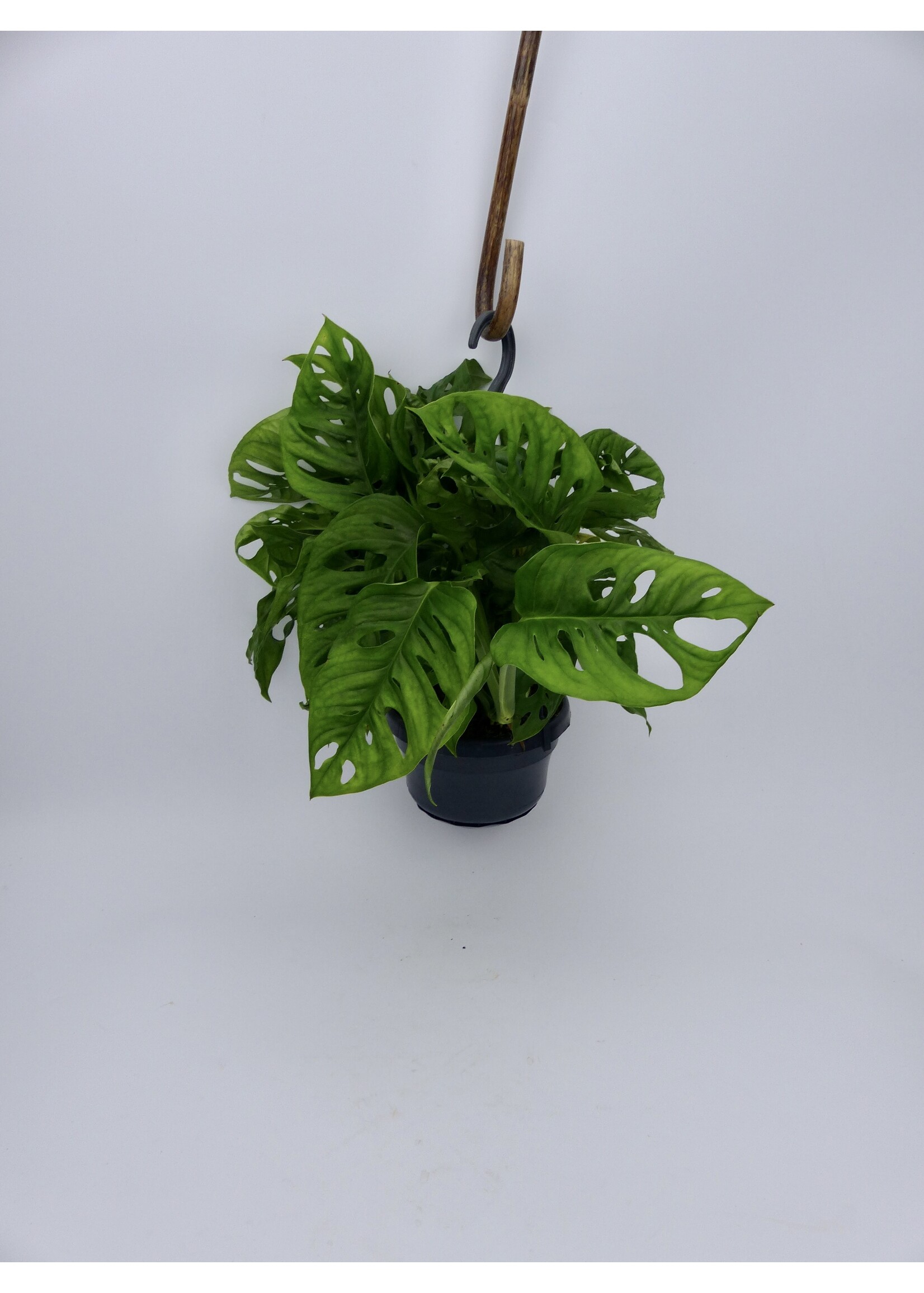 Monstera adansonii Ø14 (hanging pot)
