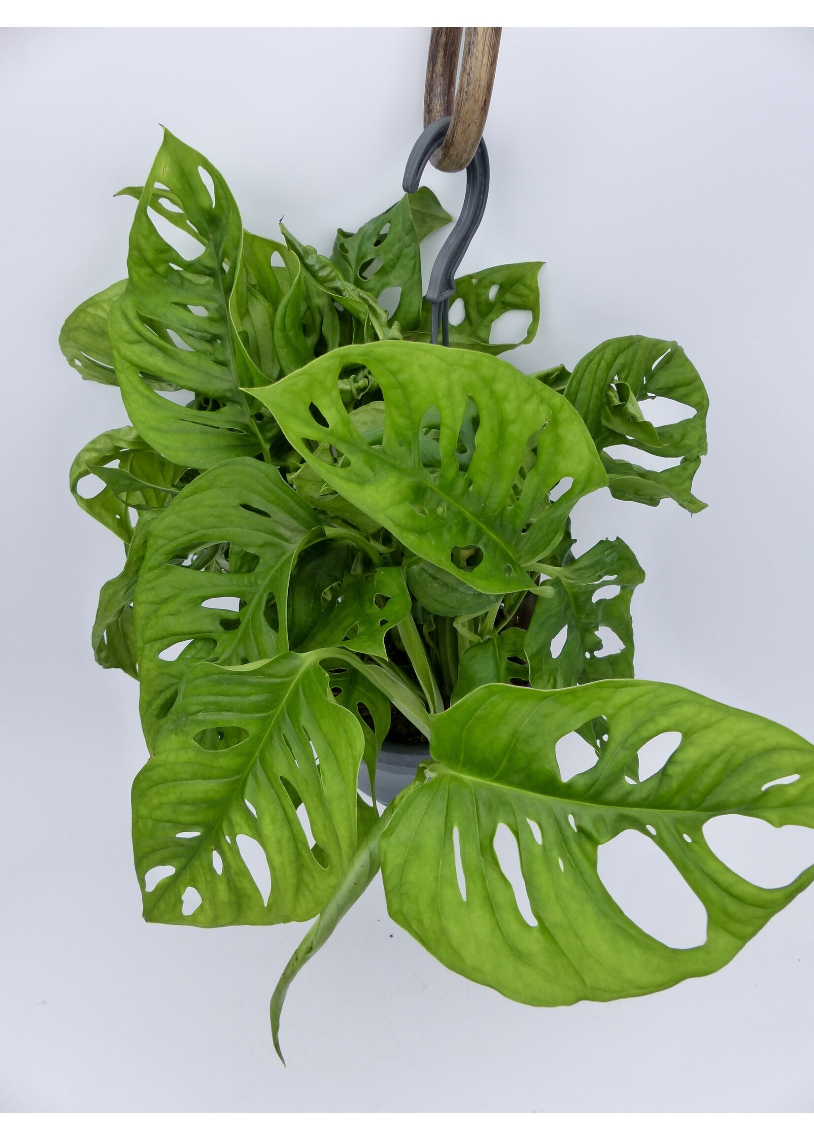 Monstera adansonii Ø14 (hanging pot)