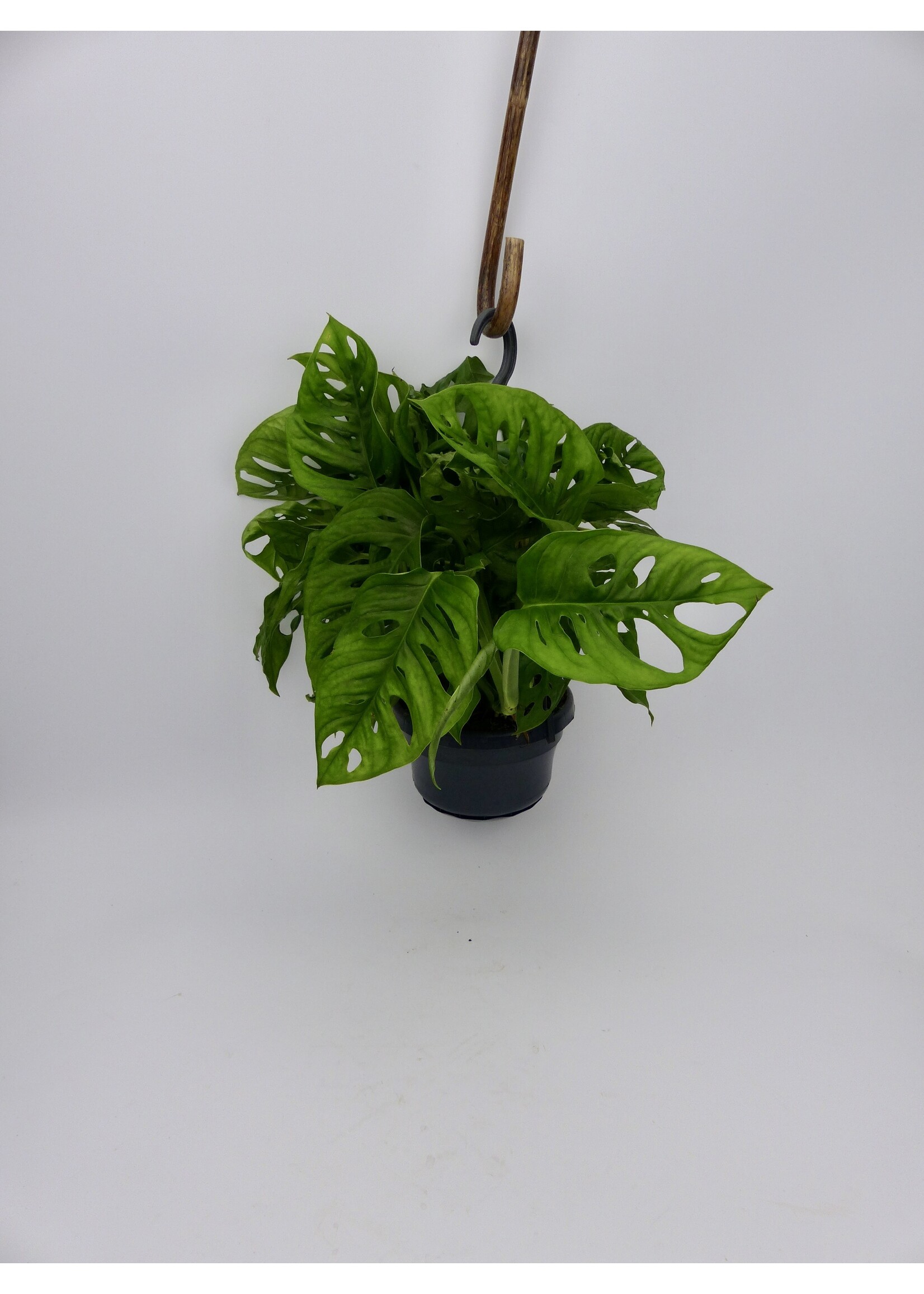 Monstera adansonii Ø14 (hanging pot)