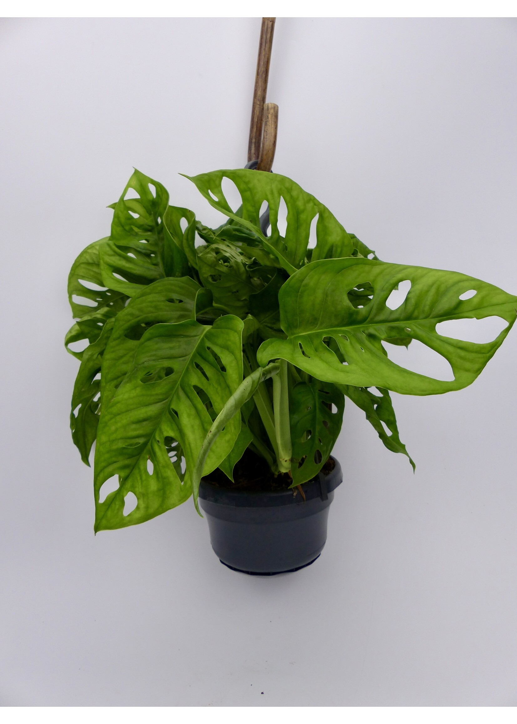Monstera adansonii Ø14 (hanging pot)