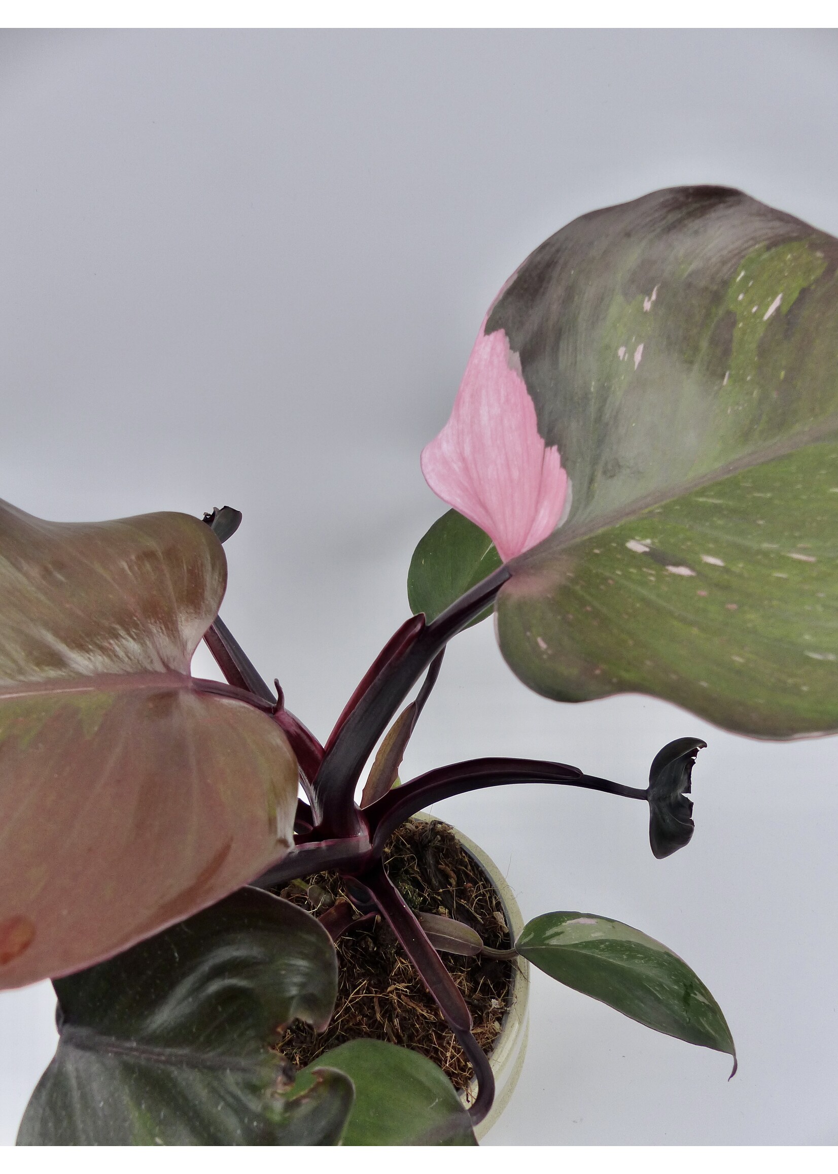 Philodendron erubescens 'Pink Princess' Ø12 h25