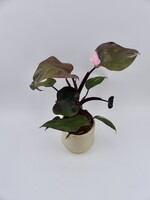 Philodendron erubescens 'Pink Princess' Ø12 h25