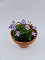 Brachyscome  multifida (Blue) Ø10 h15