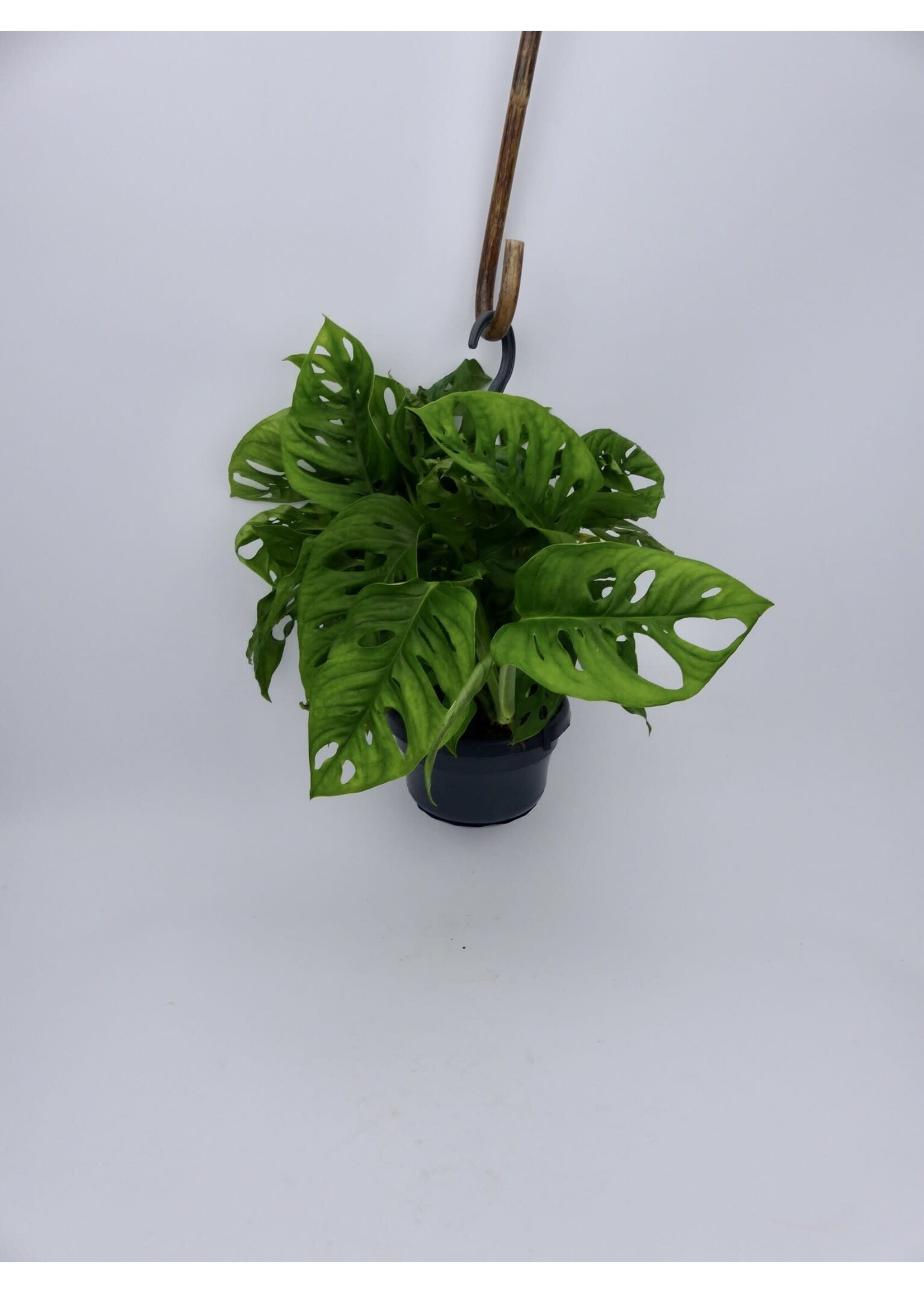 Monstera adansonii Ø14 (hanging pot)