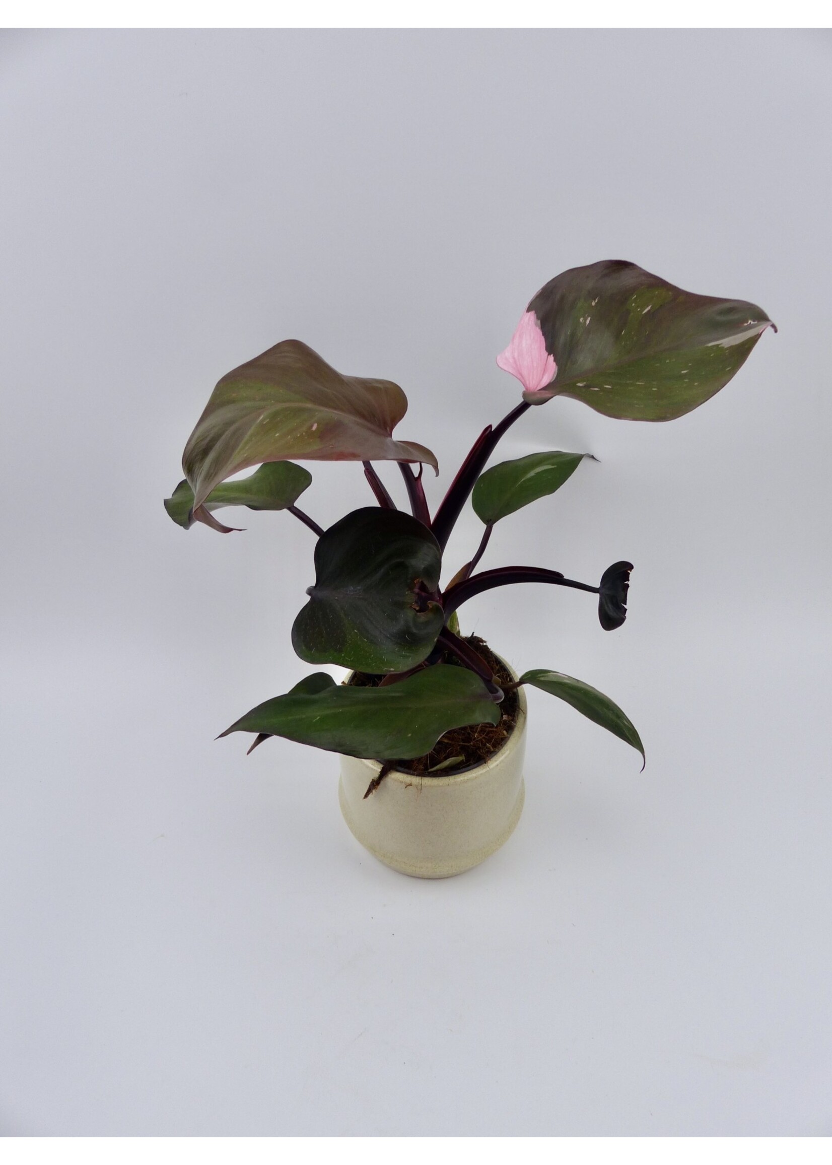 Philodendron erubescens 'Pink Princess' Ø12 h25