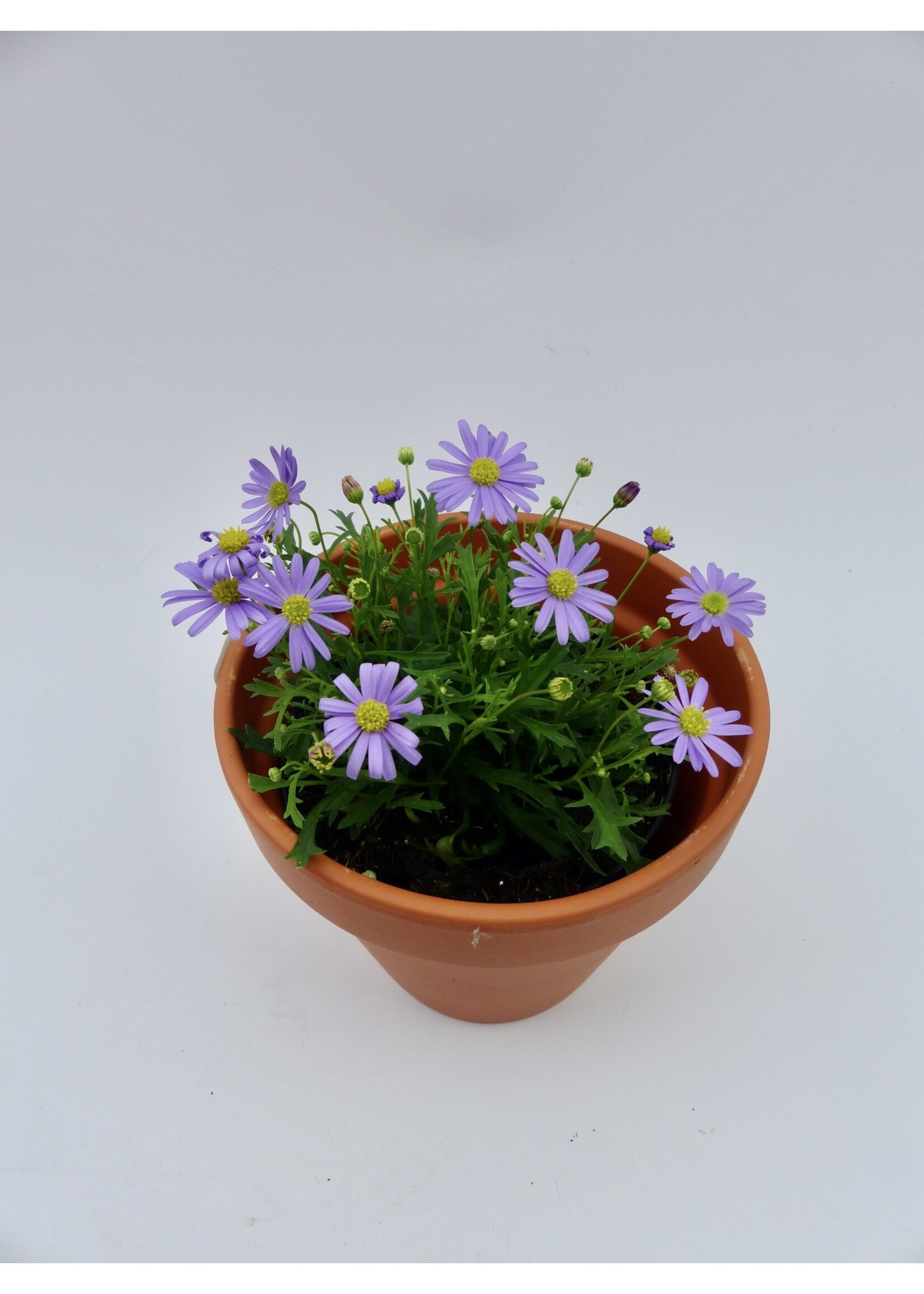 Brachyscome  multifida (Blue) Ø10 h15