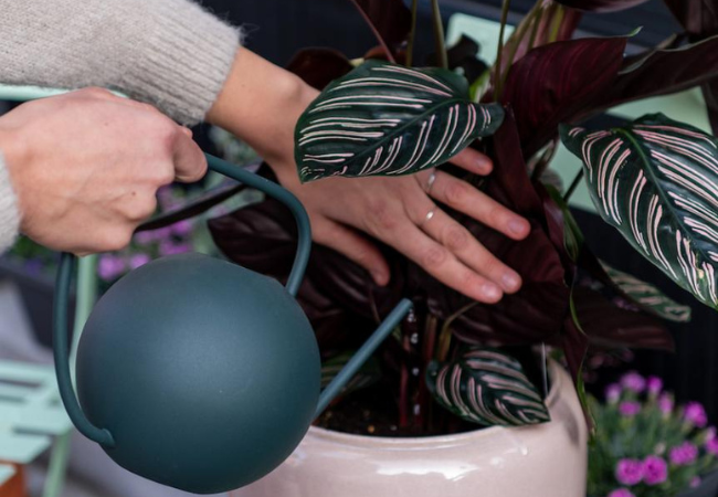 WINTER: how to take care of your plants during these dark times