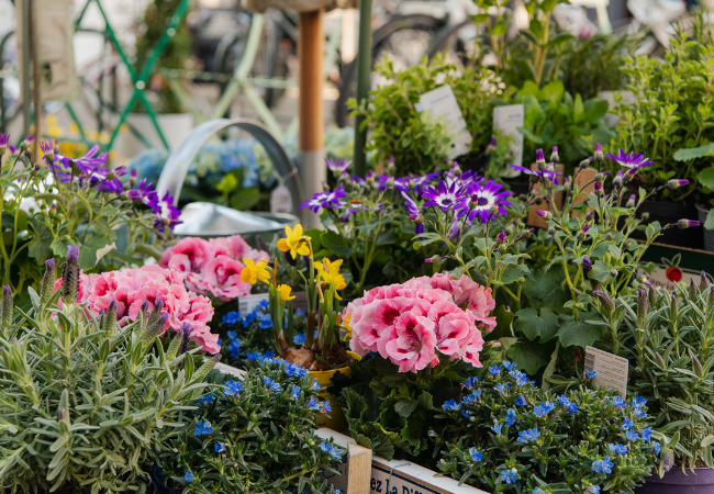 LENTE - Een seizoen vol veranderingen, ook voor je planten! 