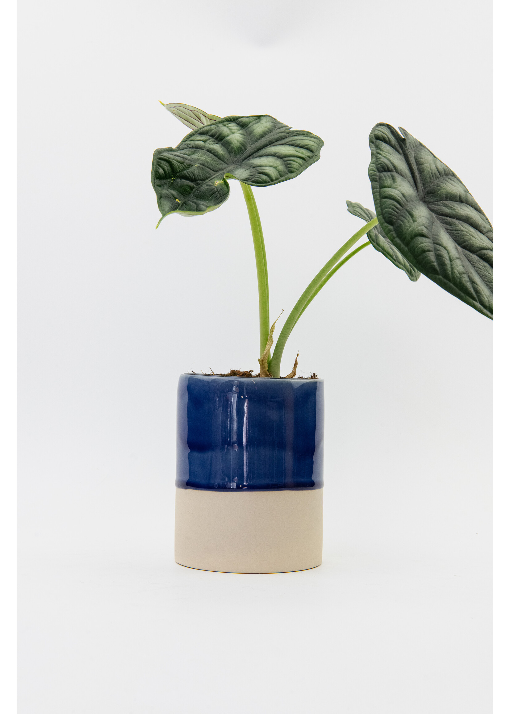 Biskui Biskui x GRUUN - Augusta - Large vase & plant pot - Dark blue