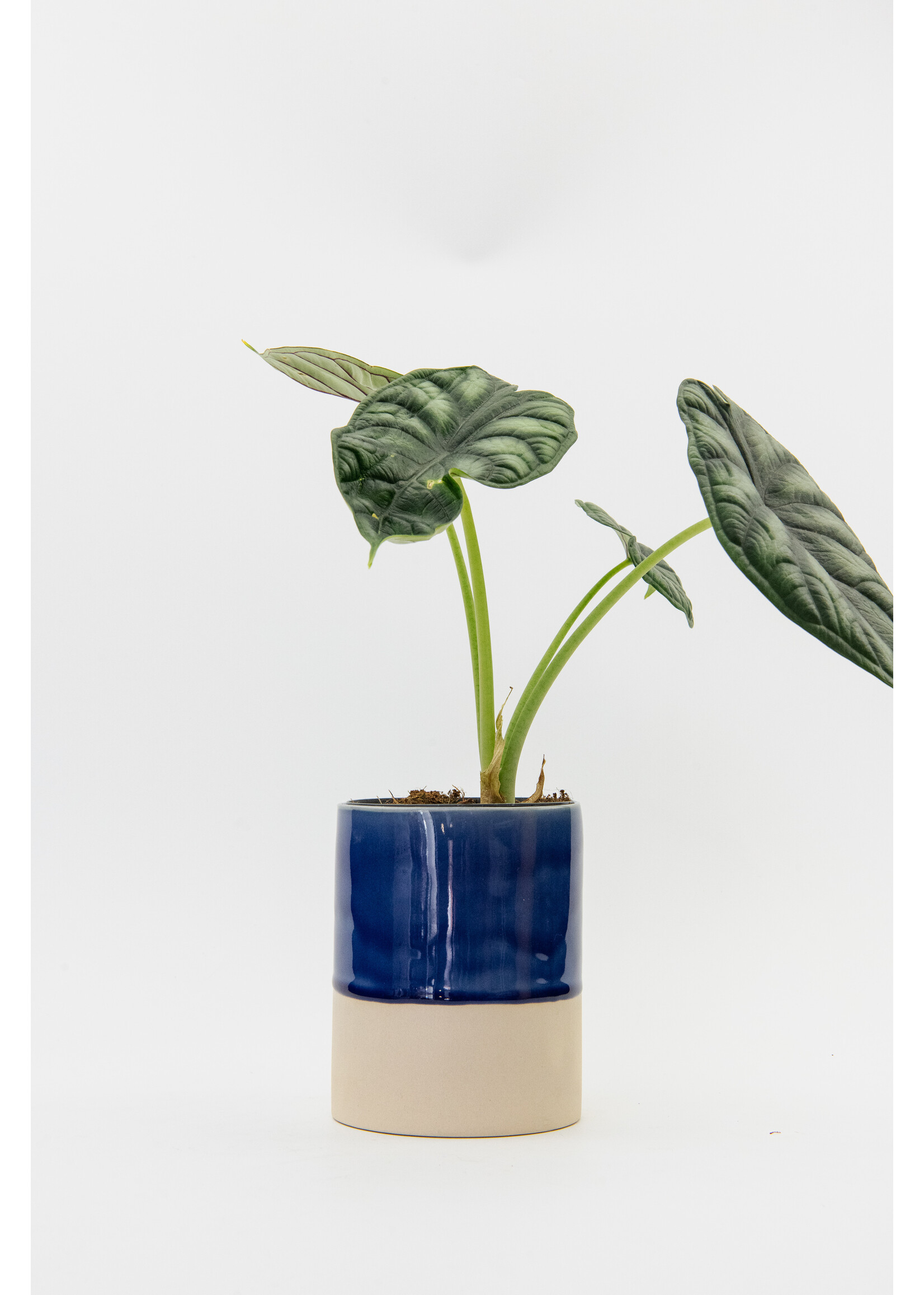 Biskui Biskui x GRUUN - Augusta - Large vase & plant pot - Dark blue