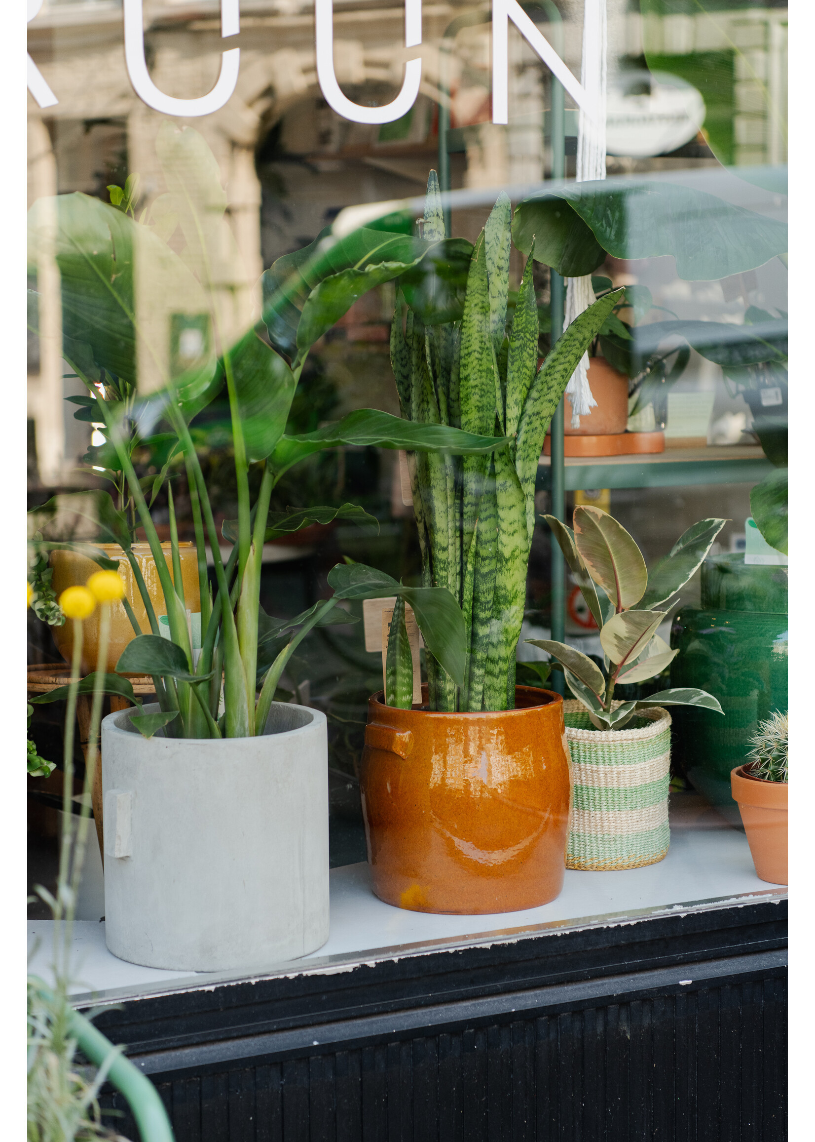 Sansevieria zeylanica Ø21 h80