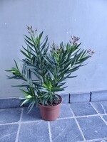 Nerium oleander Ø19 h50