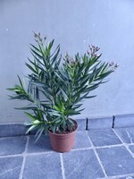 Nerium oleander Ø19 h60