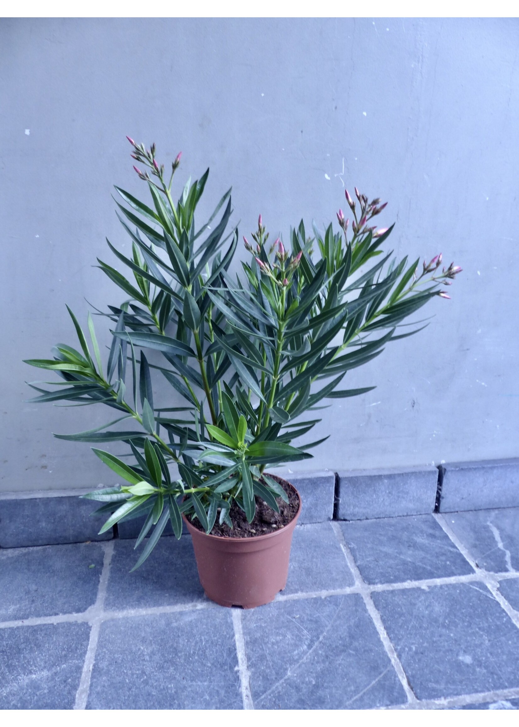 Nerium oleander Ø19 h50