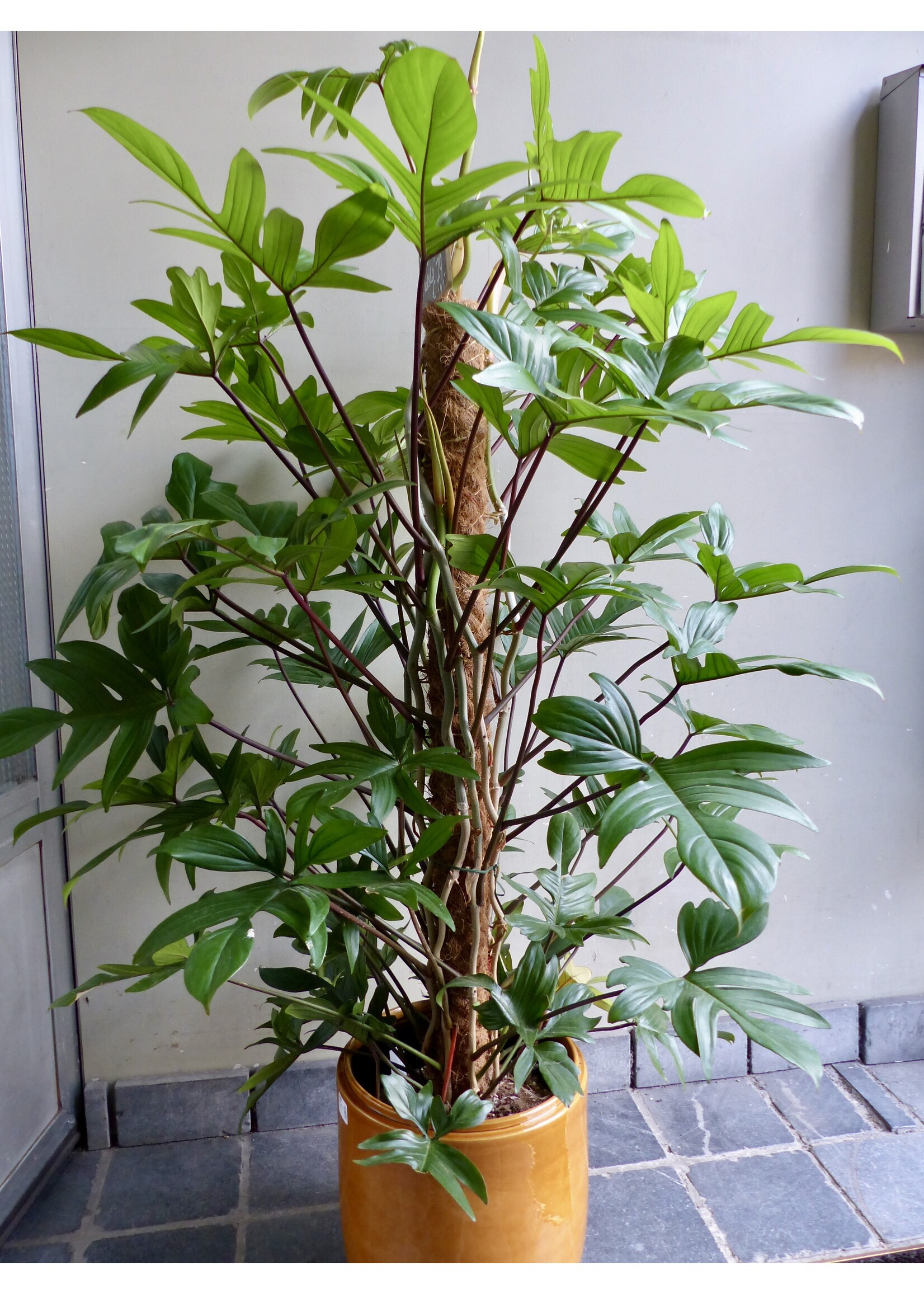 Philodendron 'Florida'  Ø24 h120