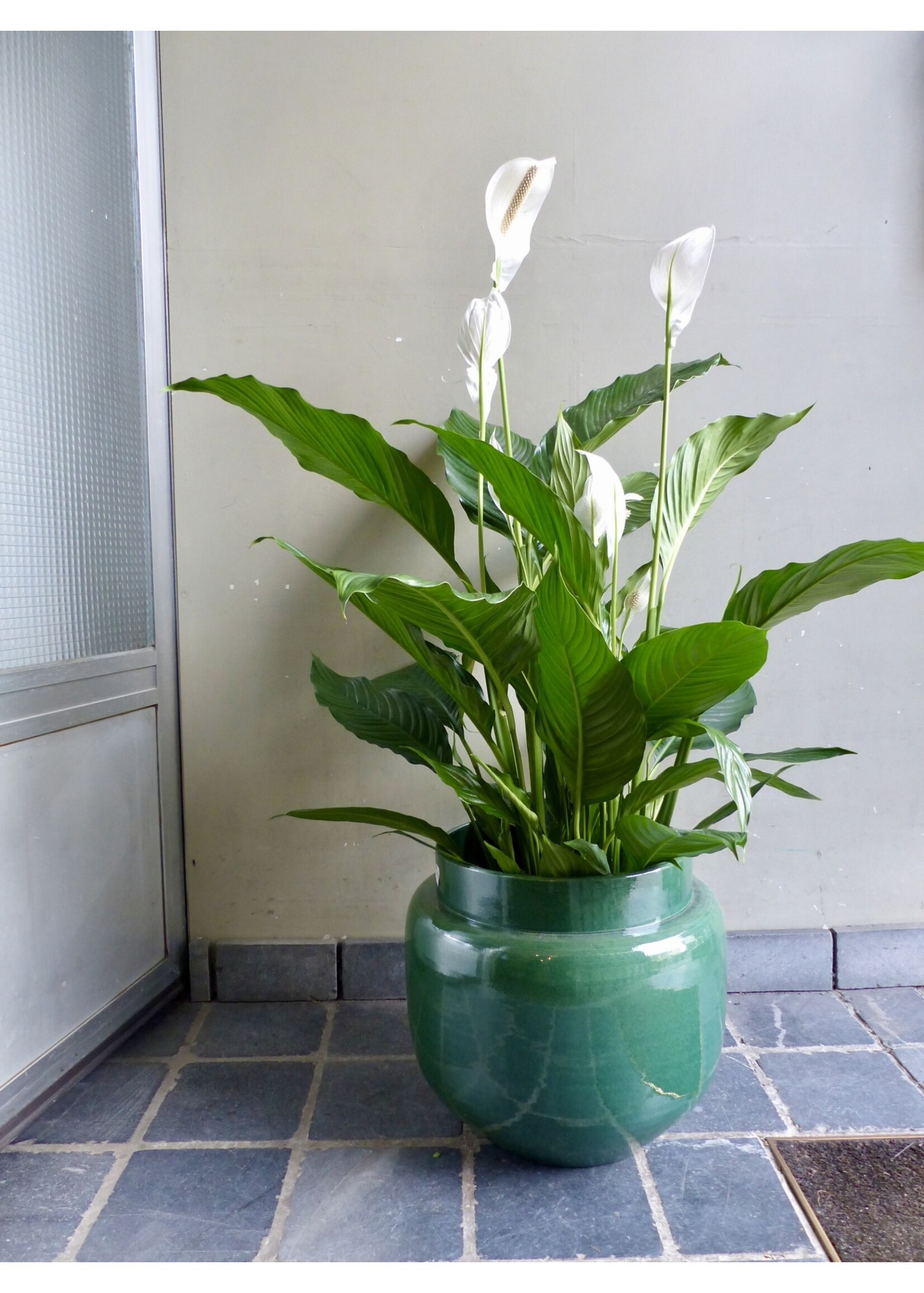 Spathiphyllum 'Sweet Sebastiano' Ø24 h135