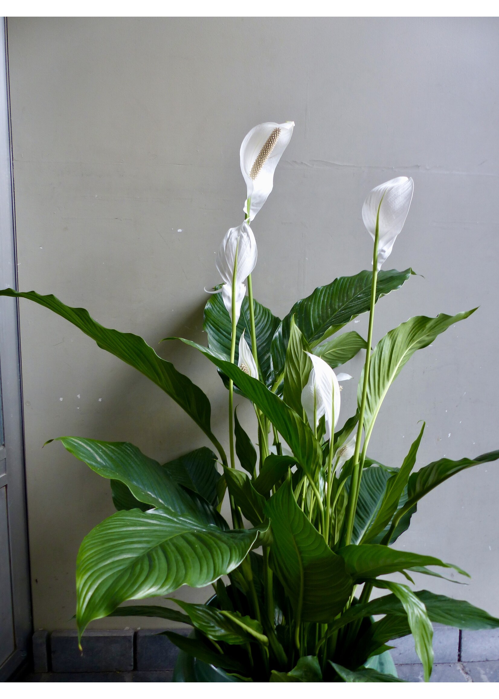 Spathiphyllum 'Sweet Sebastiano' Ø24 h135