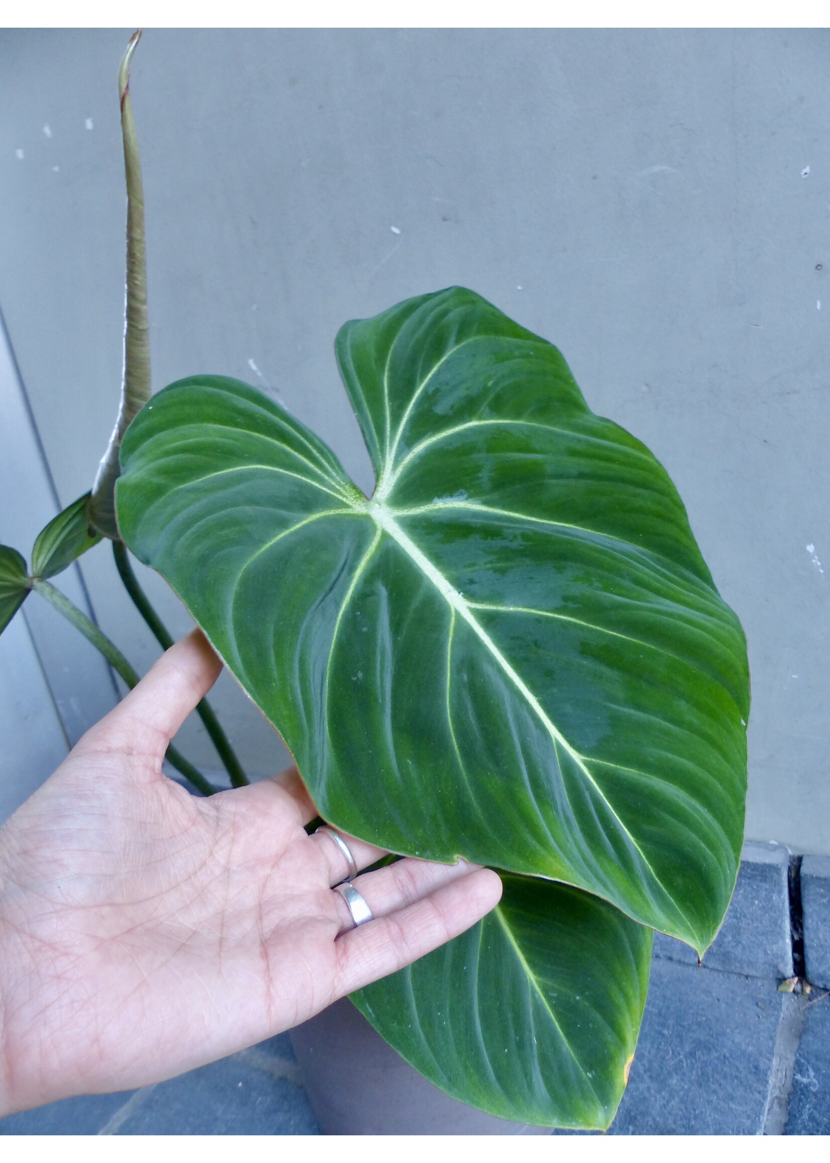 Philodendron gloriosum Ø15 h60