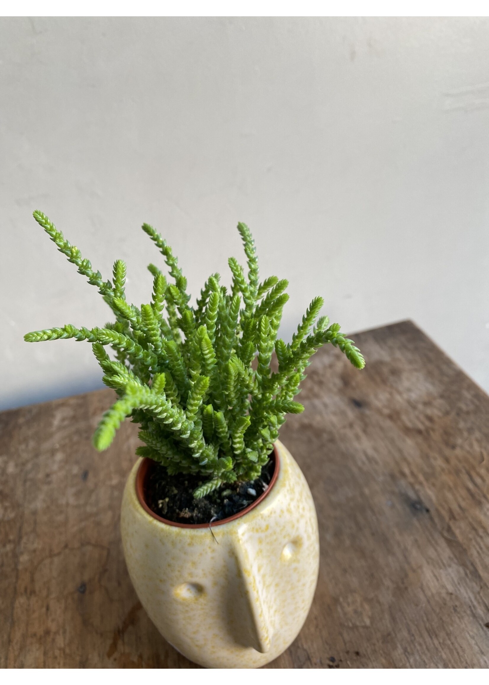 crassula muscosa lycopodioides CHANGE NAME LATER