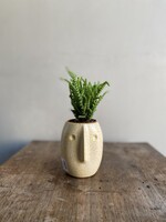 crassula muscosa lycopodioides CHANGE NAME LATER