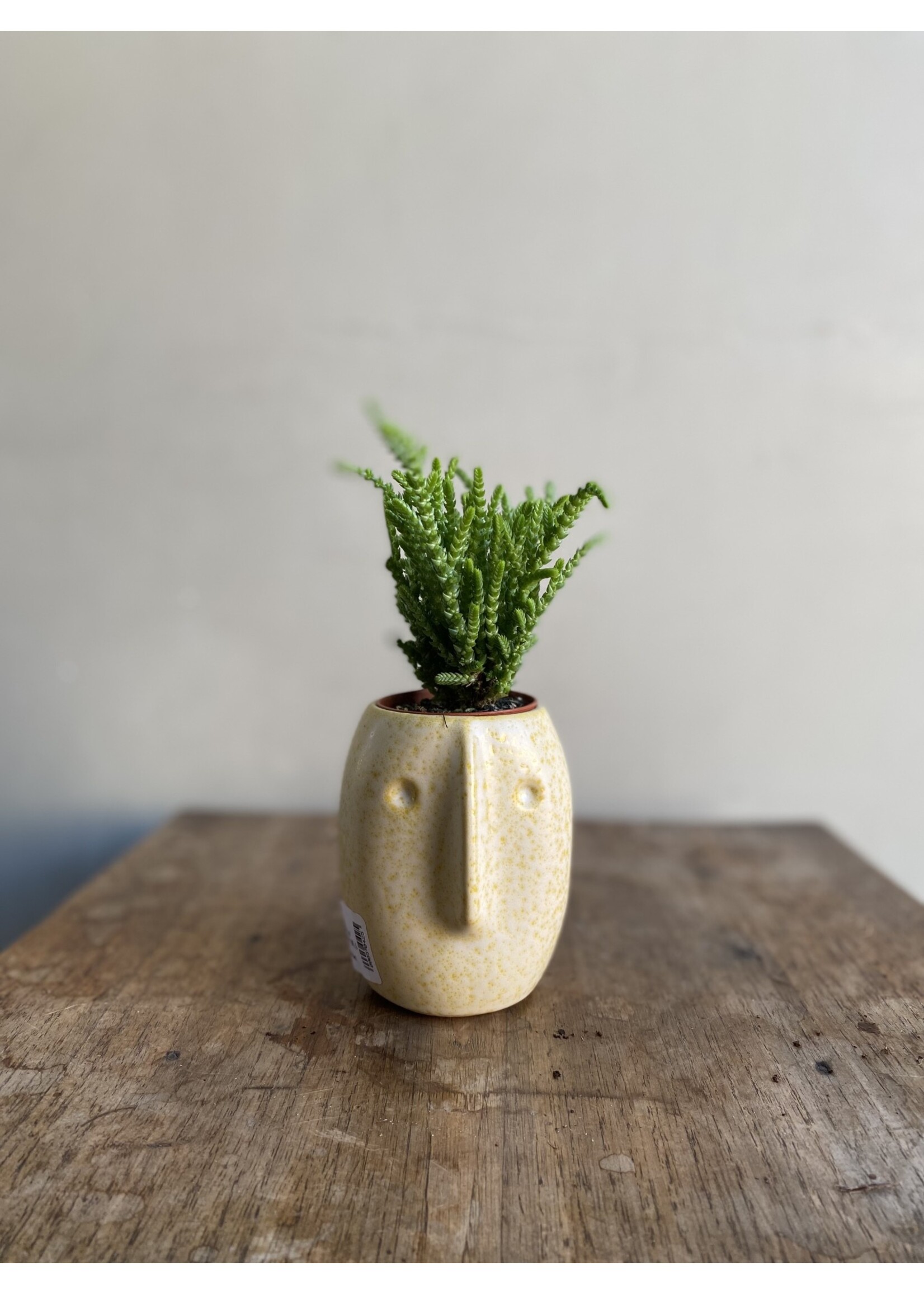 crassula muscosa lycopodioides CHANGE NAME LATER