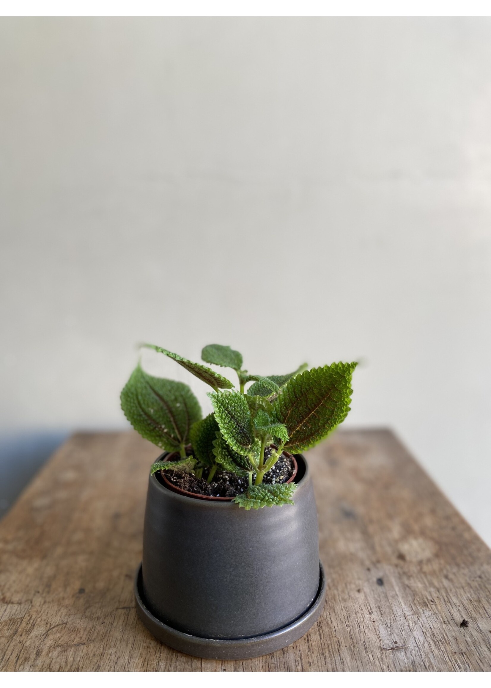 Pilea involucrata 'Moon Valley' Ø8 h10