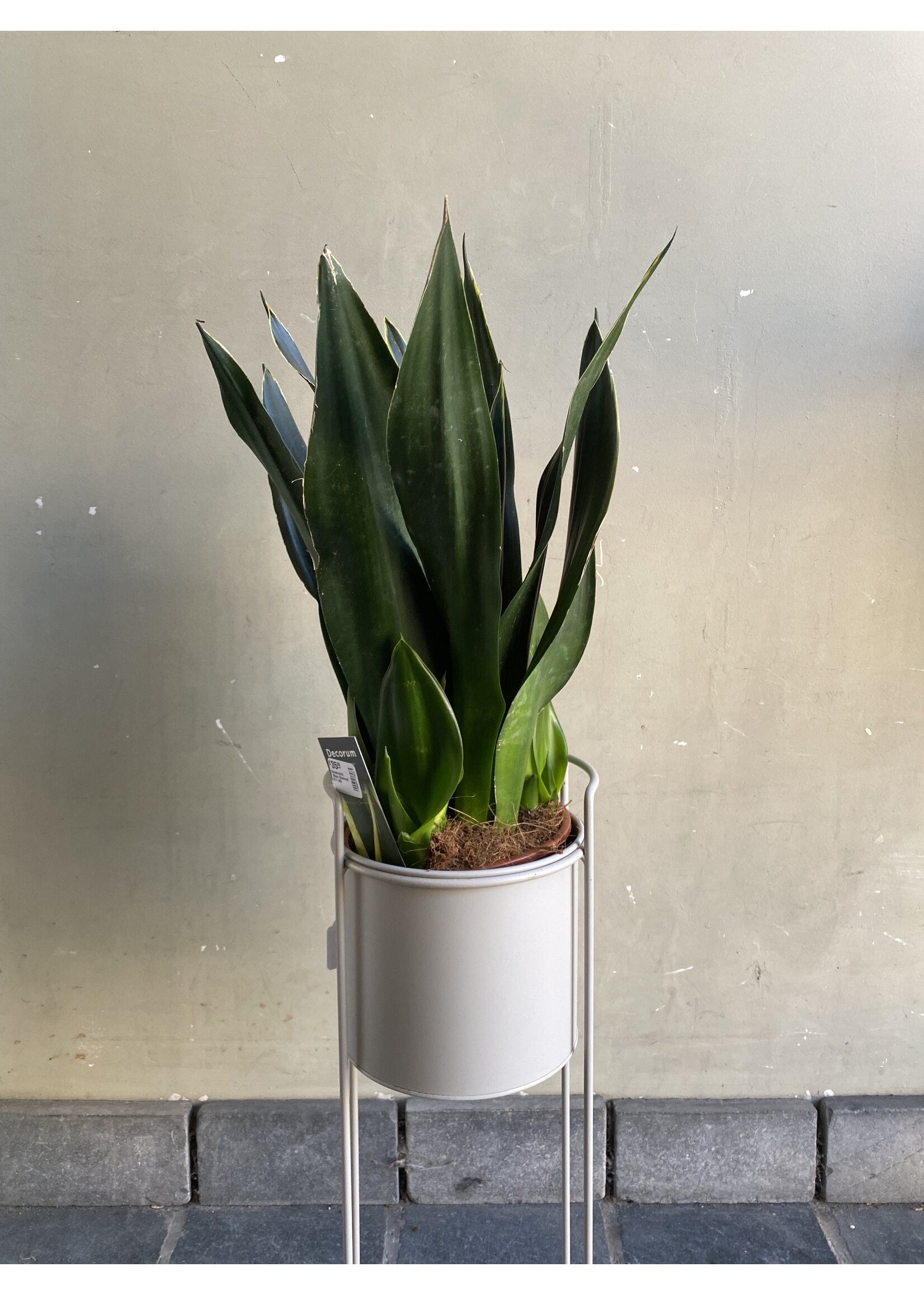 Sansevieria 'Black Diamond' Ø17 h65