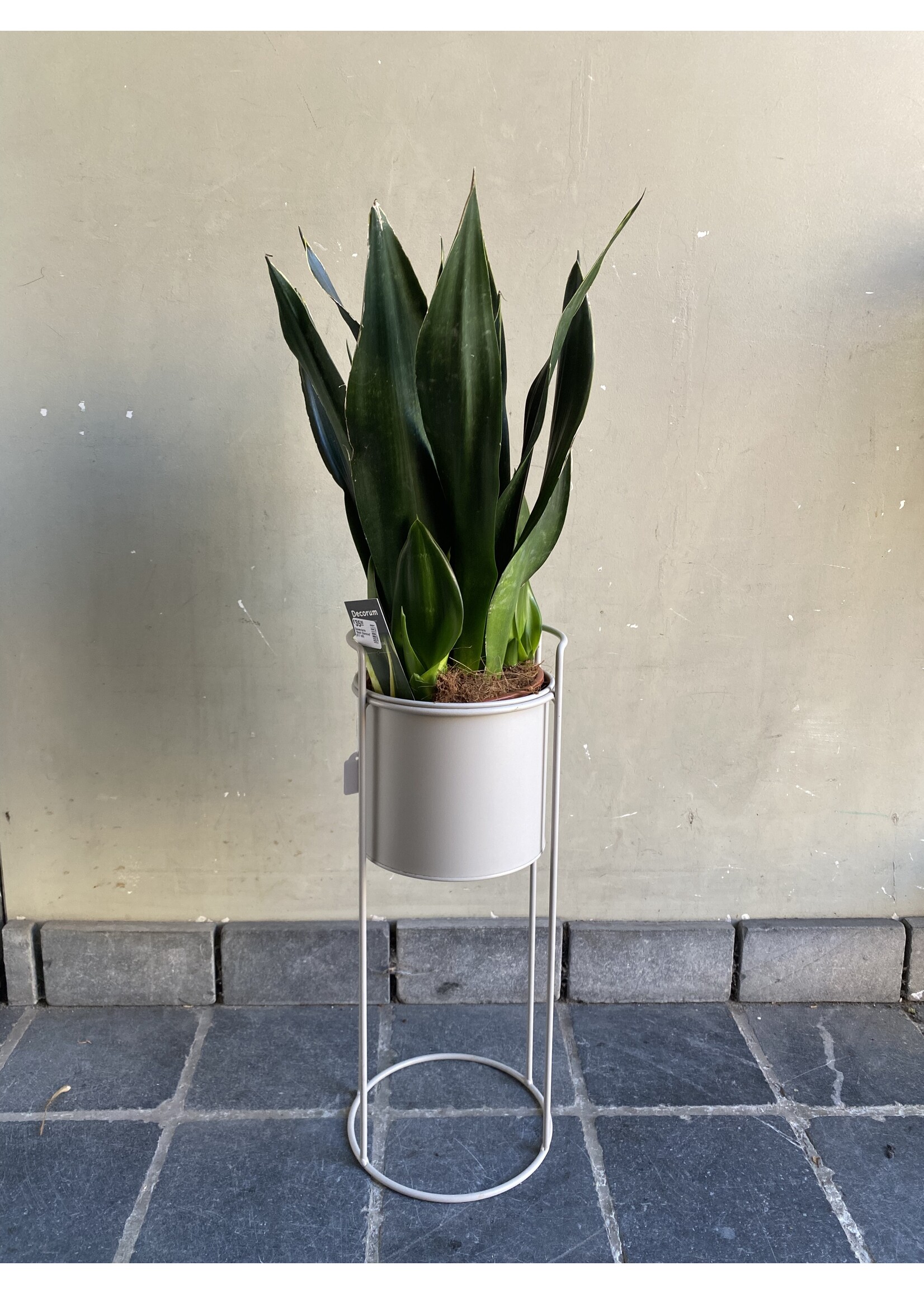 Sansevieria 'Black Diamond' Ø17 h65