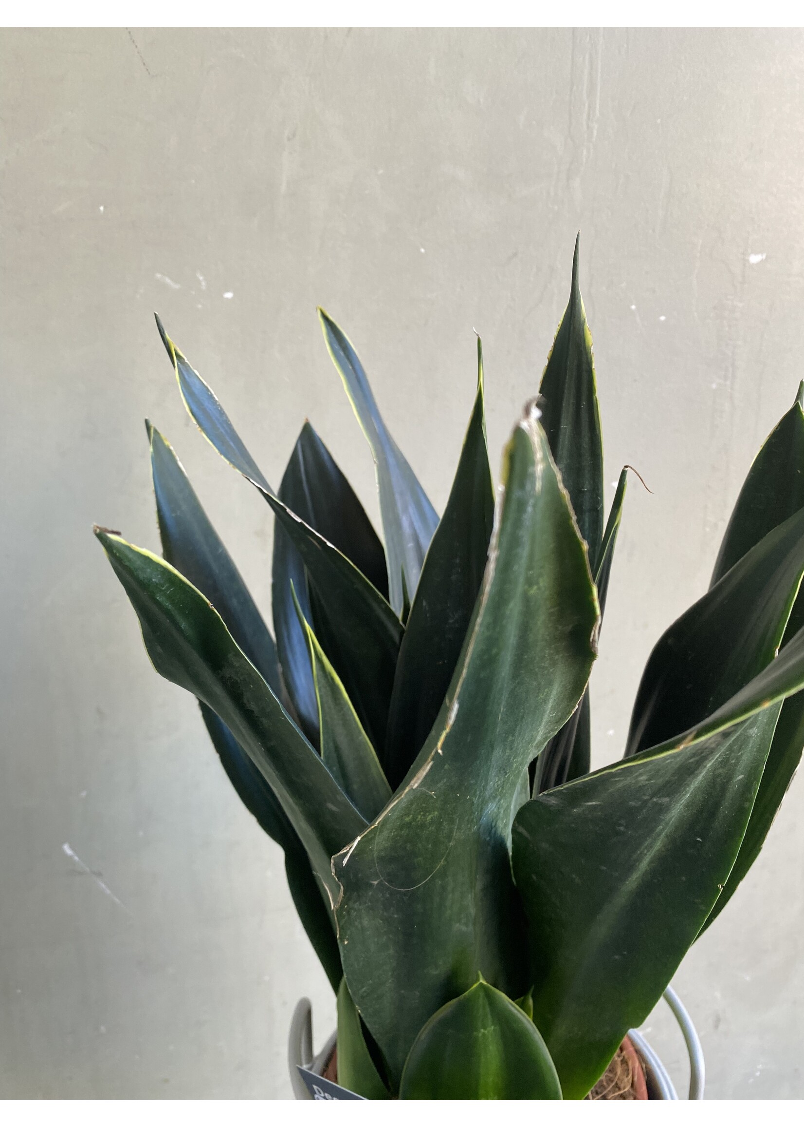 Sansevieria 'Black Diamond' Ø17 h65