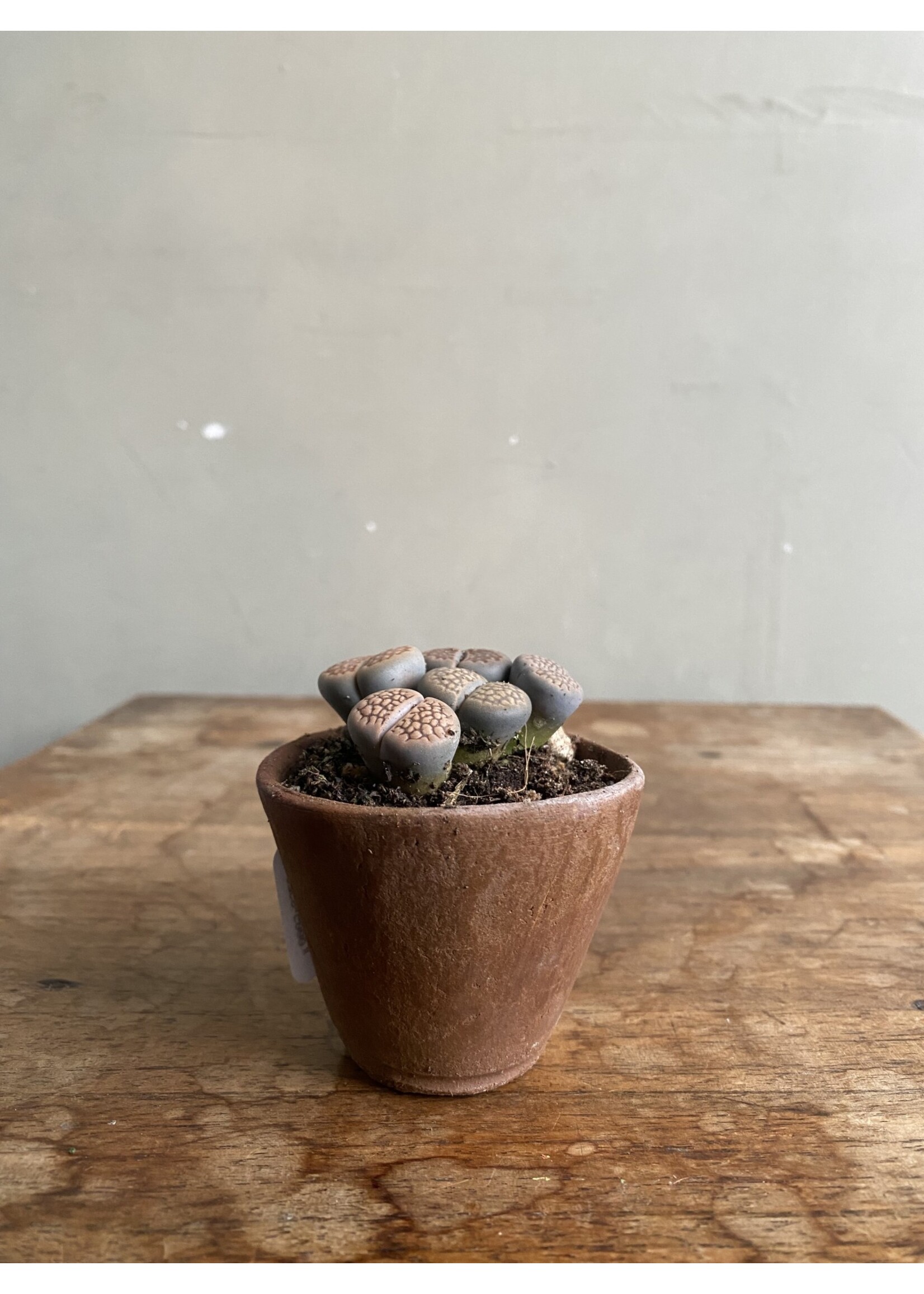 Lithops + handmade Belgian terracotta pot ∅6