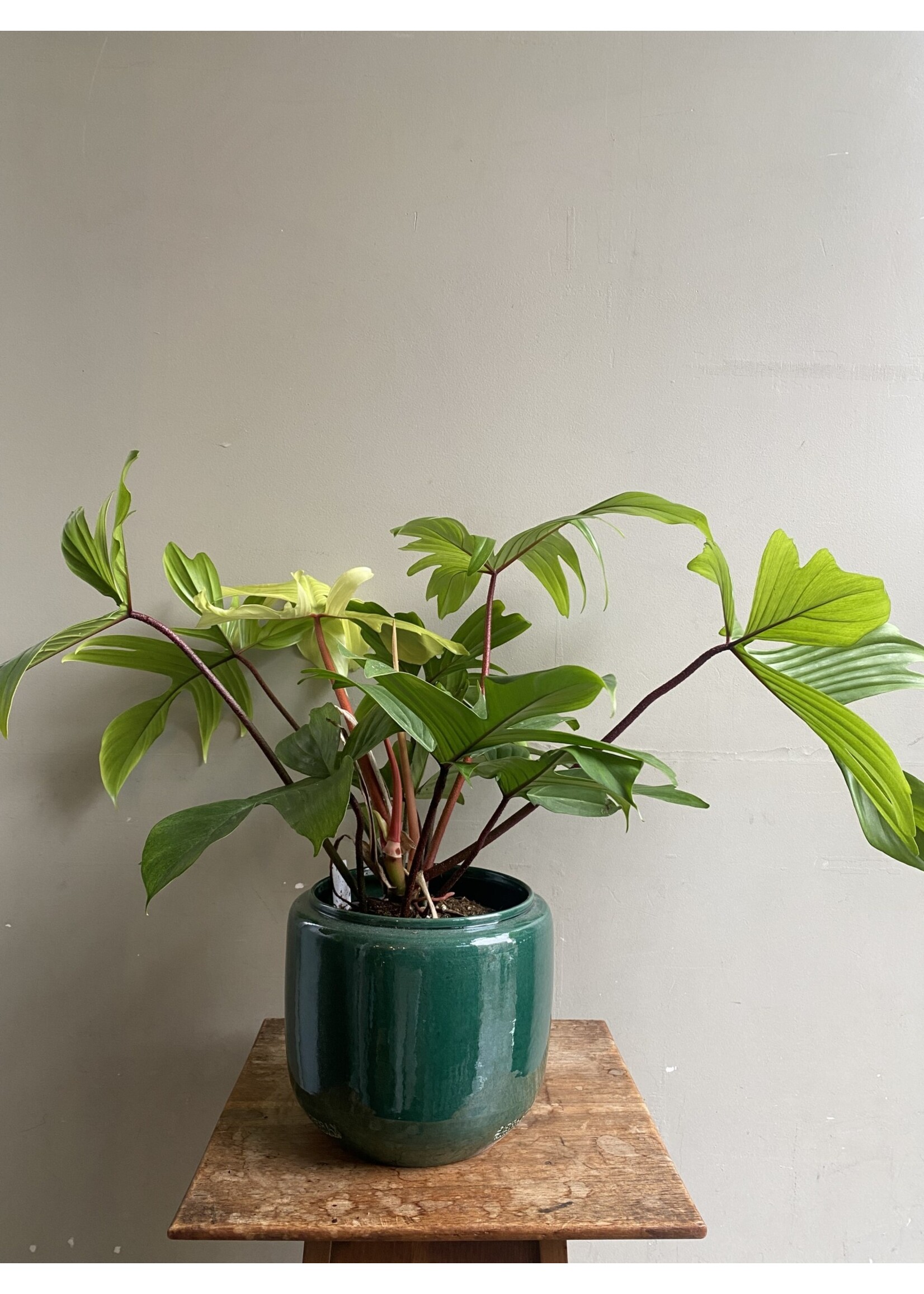Philodendron 'Florida Ghost' Ø17 h35