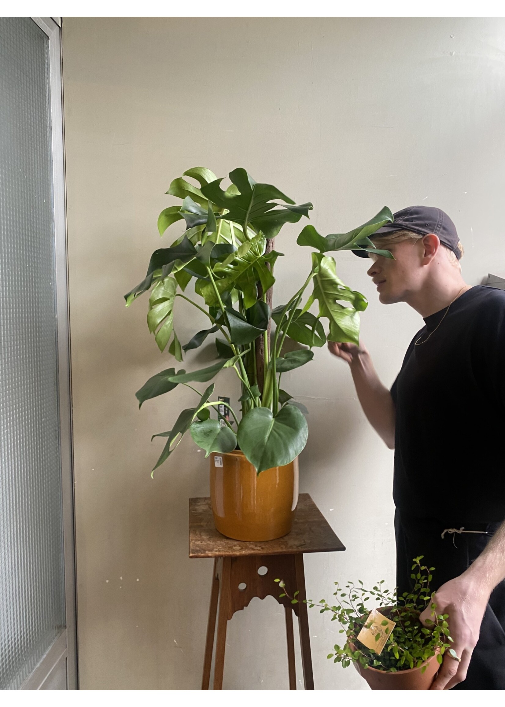 Monstera deliciosa Ø27 h110 (mosstok)