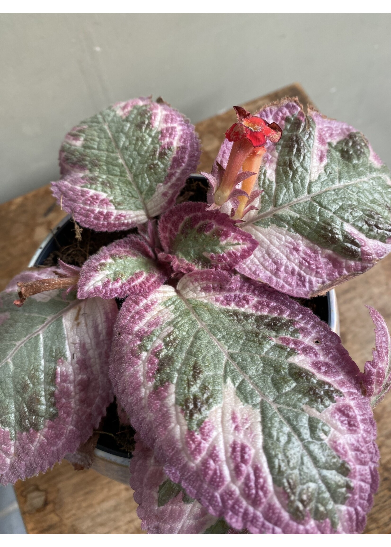 Episcia Pink 'Shimmering Valley' Ø10 h20