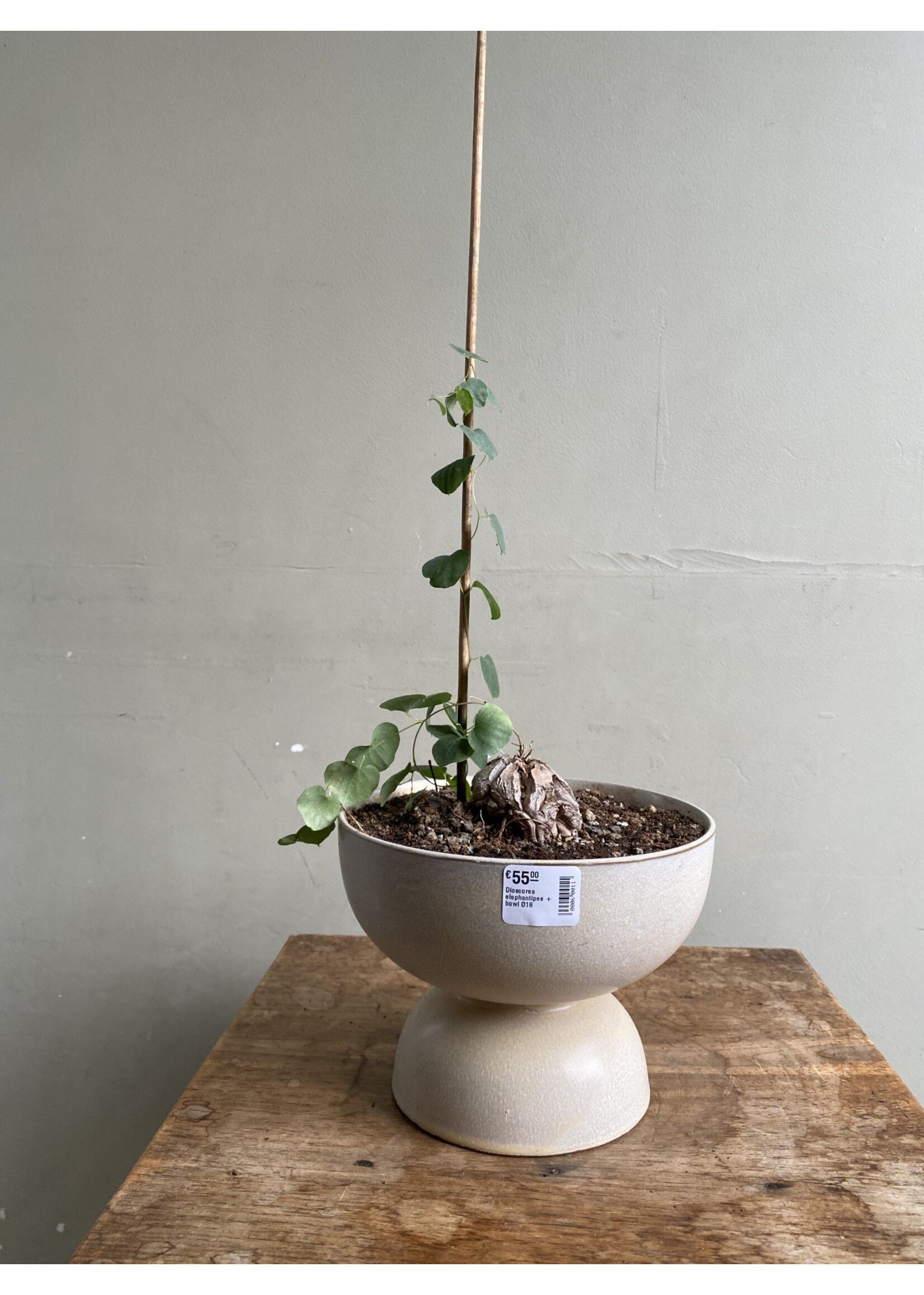 Dioscorea elephantipes + bowl Ø18