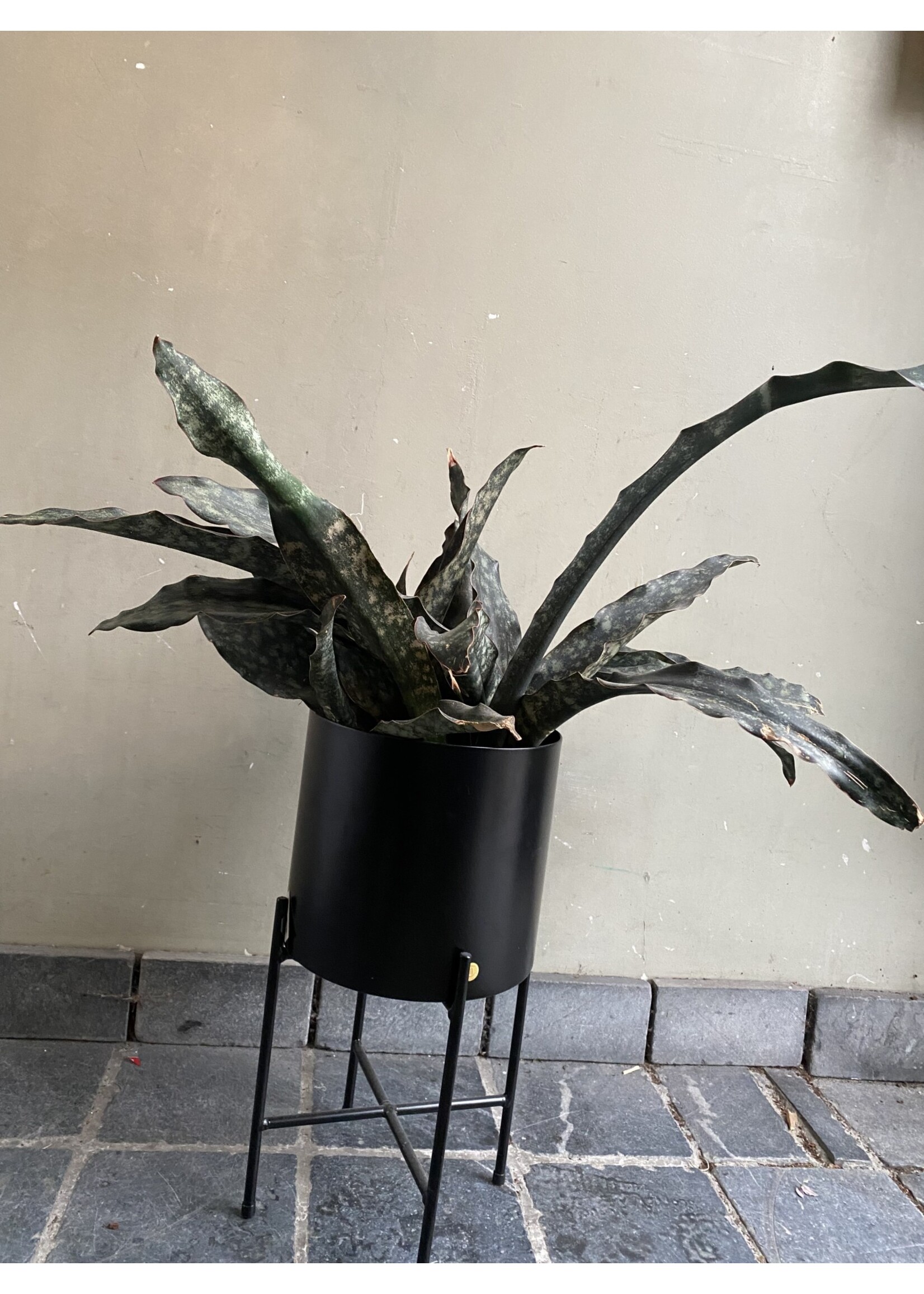 Sansevieria kirkii 'Coppertone' Ø20 h55