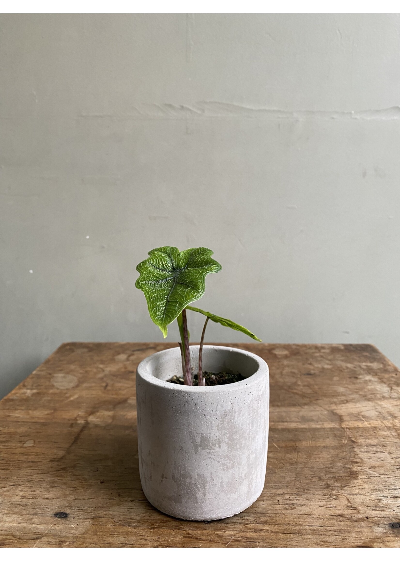 Alocasia tandurusa 'Jacklyn' Ø6 h12