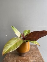 Philodendron 'Starfire'  Ø12 h35