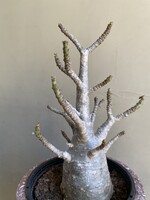 Adenium obesum 'Baobab'  ∅15 h25