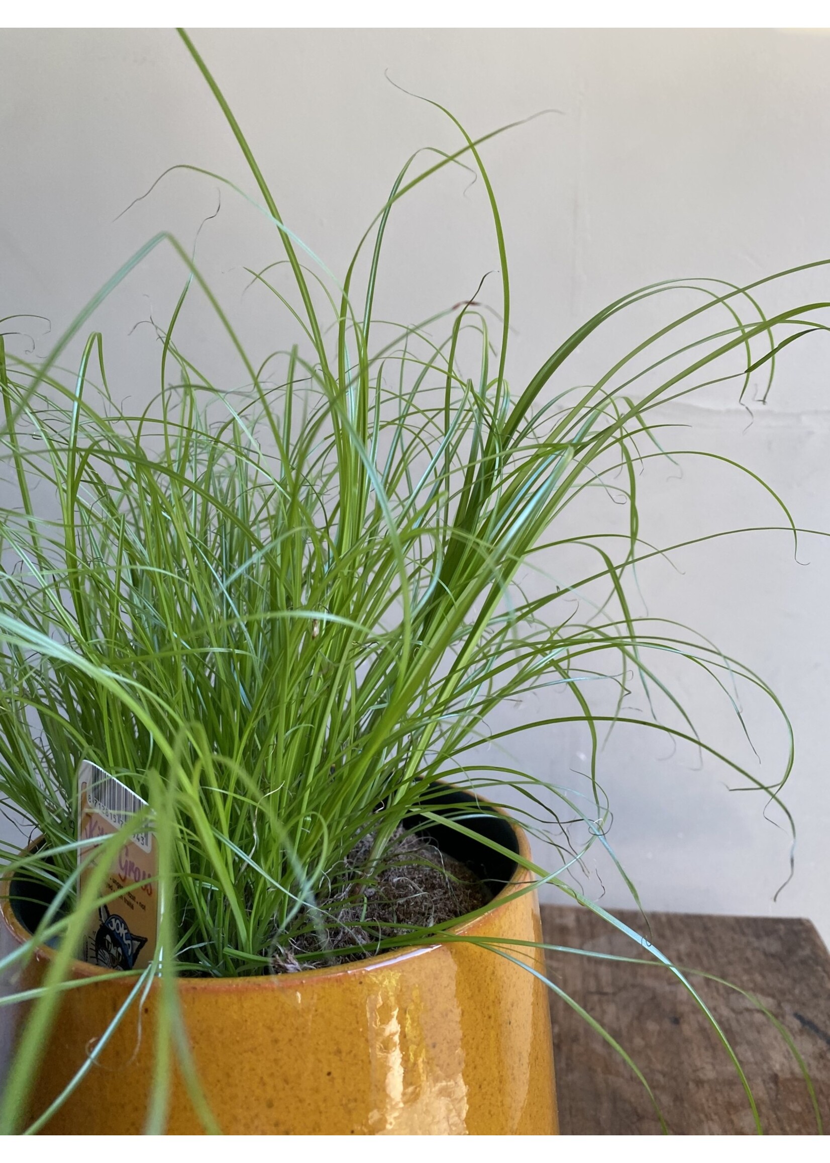 Cyperus alternifolius 'Zumula' (cat grass) ∅12cm h30